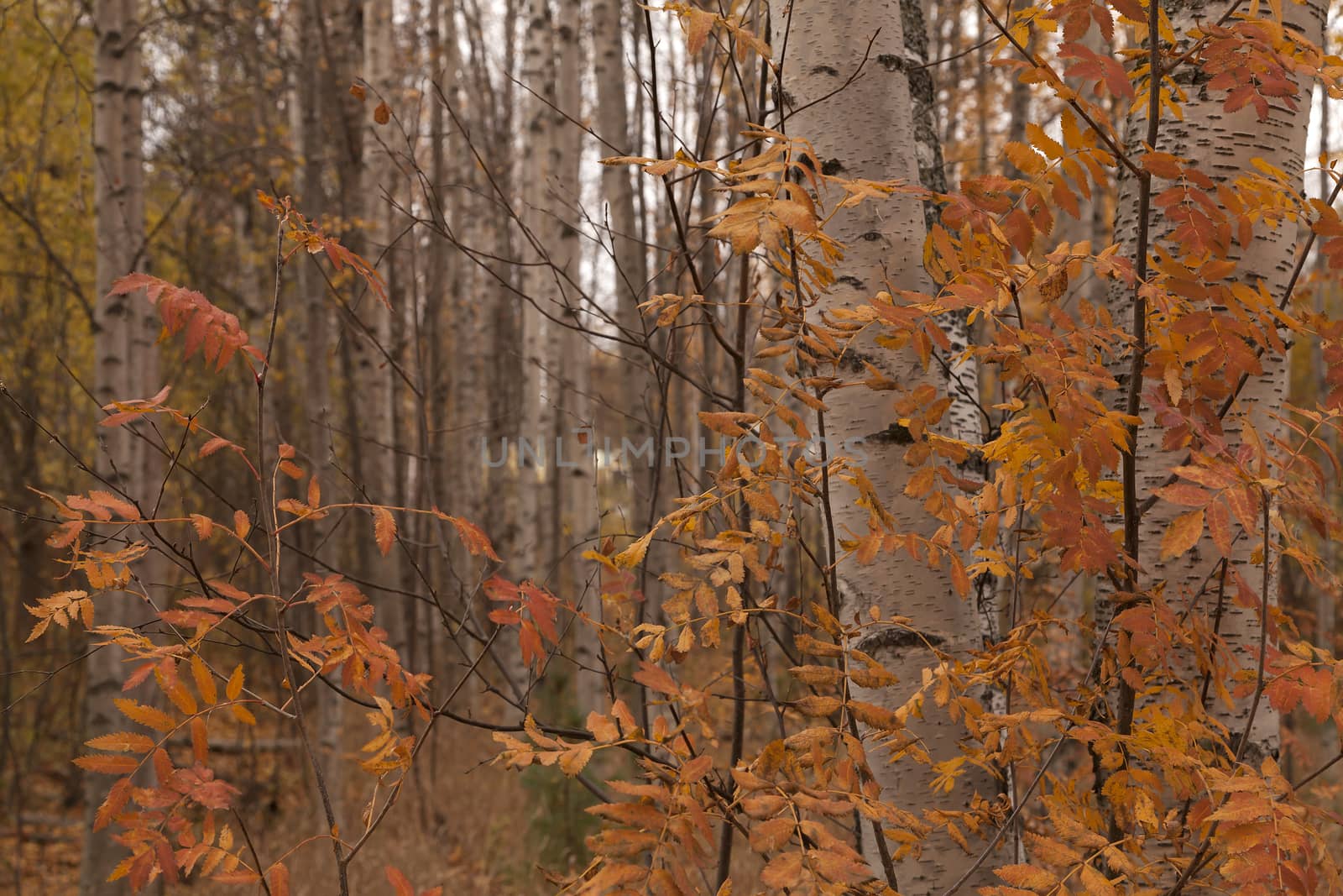 An autumn forest with some birches and colorful leafs