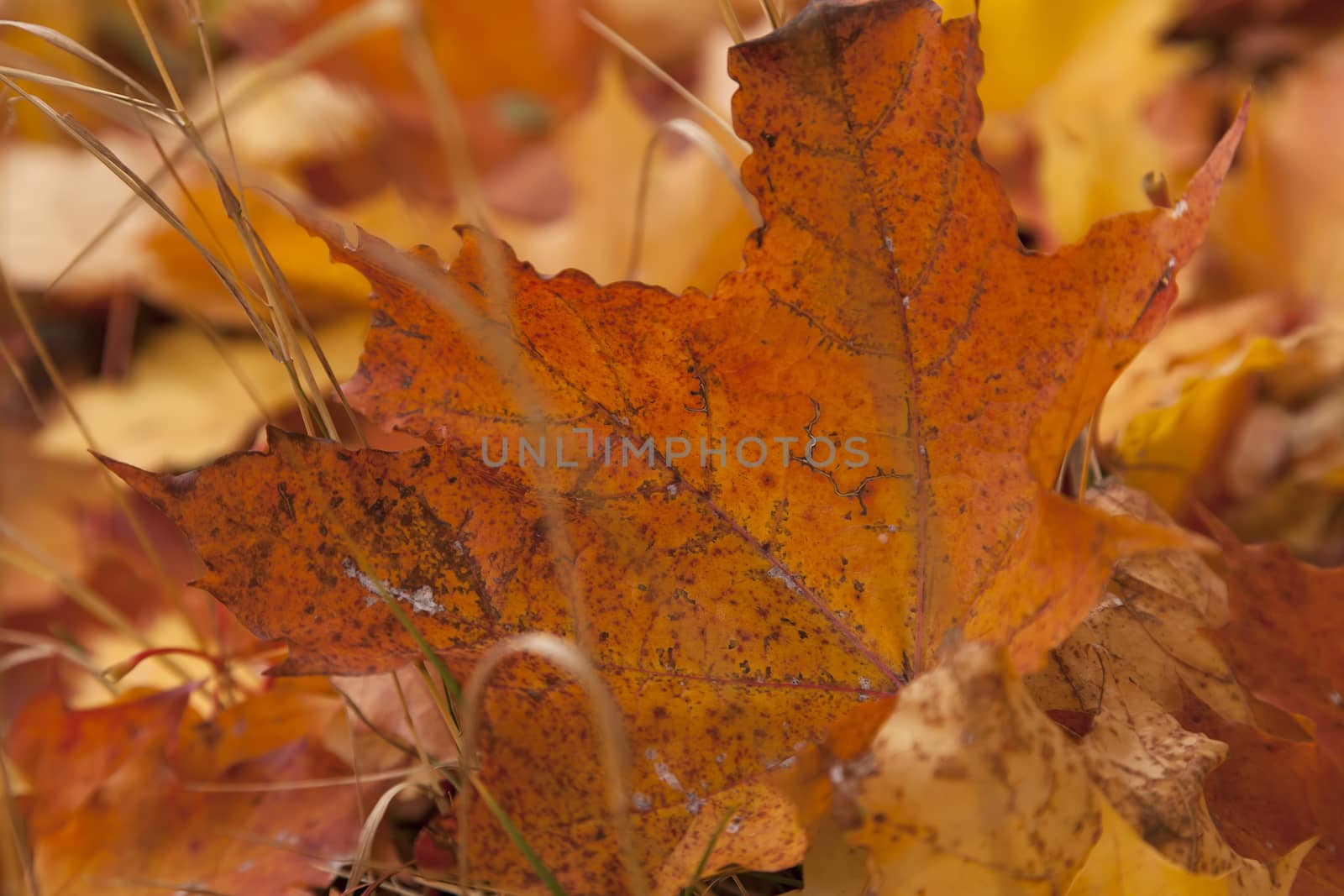 A close up on a colorful autumn leaf on the ground