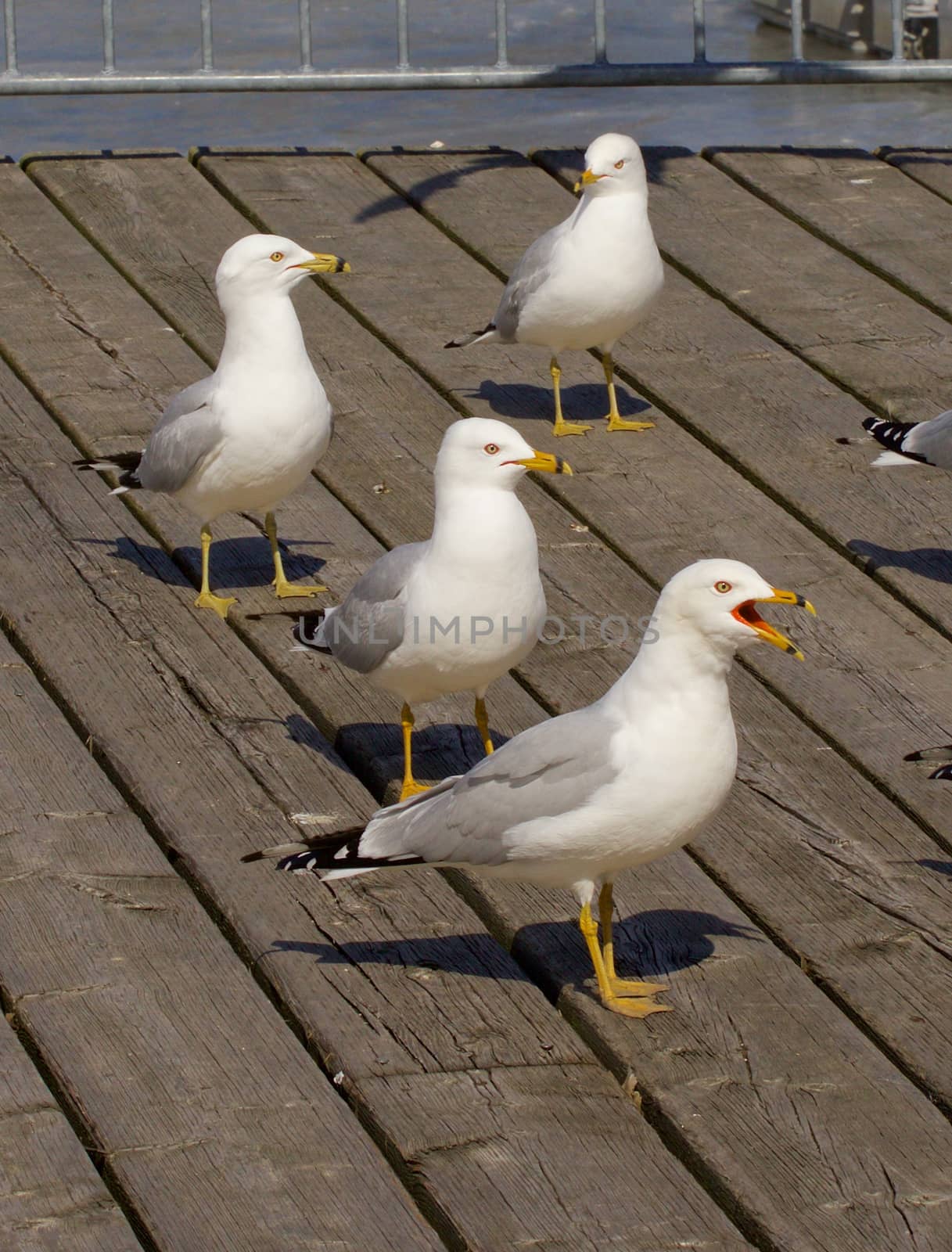 Four gulls different reaction