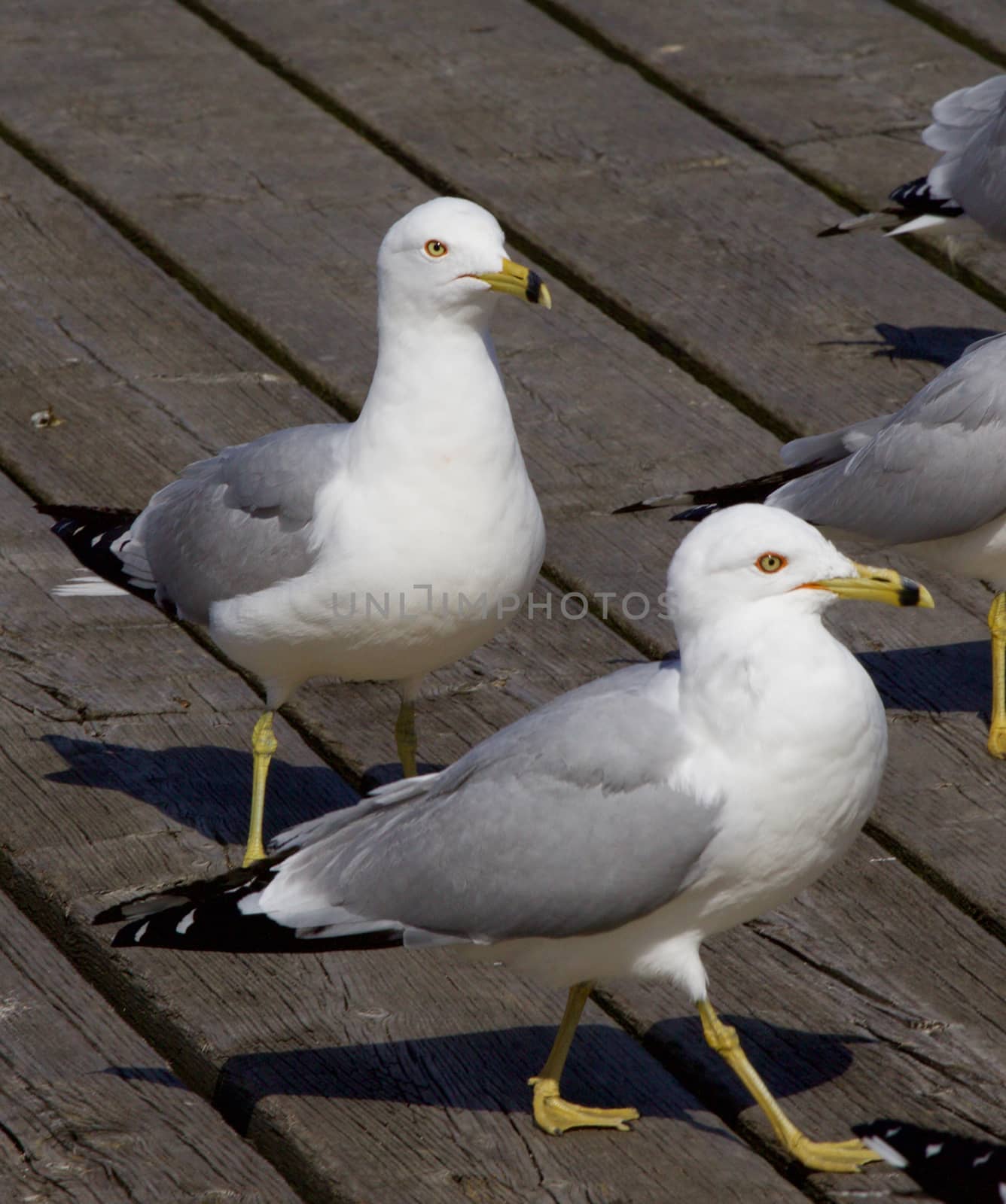 The gulls are waiting in a queue