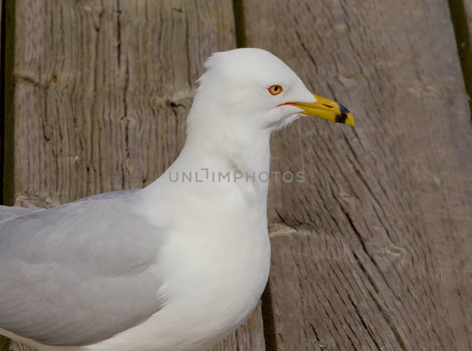 The ring-billed gull's portrait