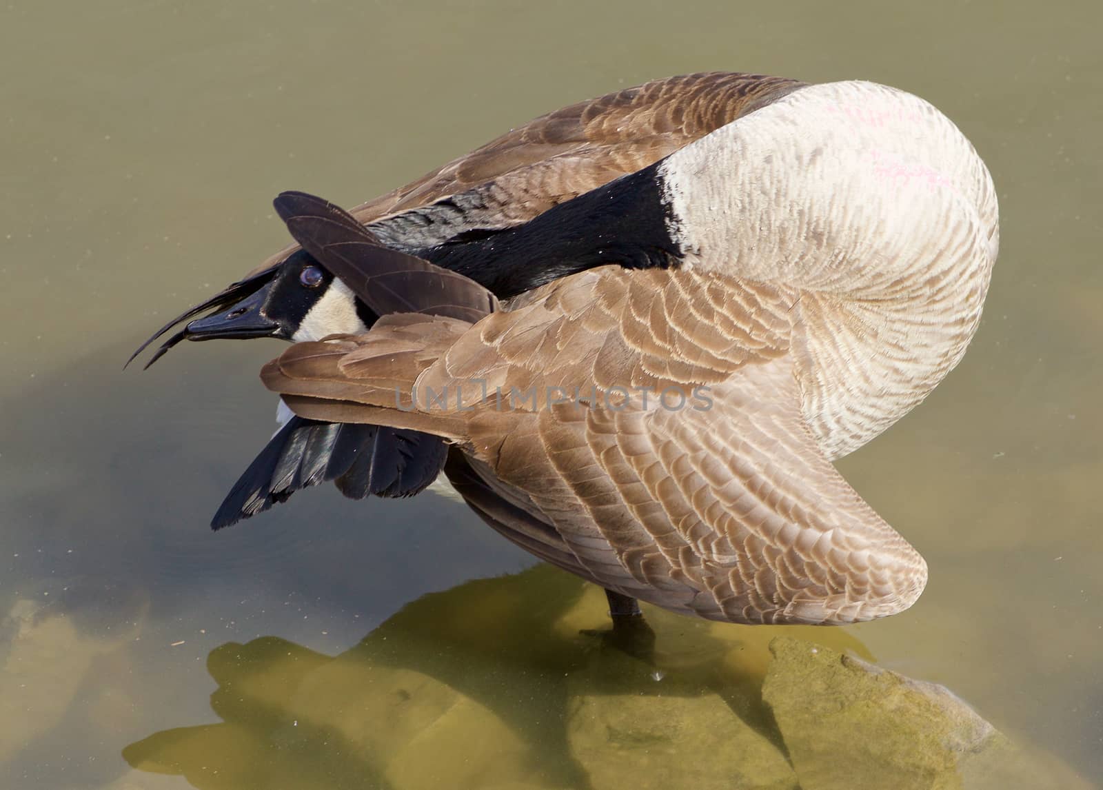 Hide and seek. The funny cackling goose pose