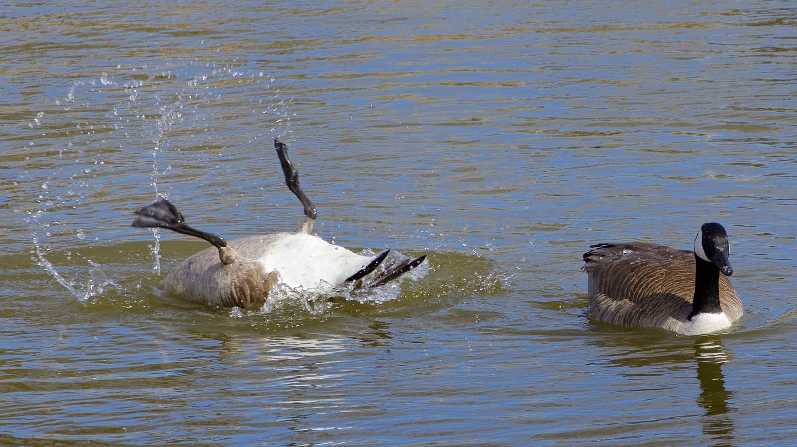 Expressive swim of two cacling geese