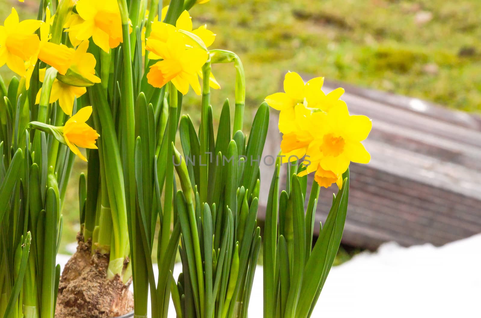 The yellow daffodil (Narcissus) also known as the daffodil.
