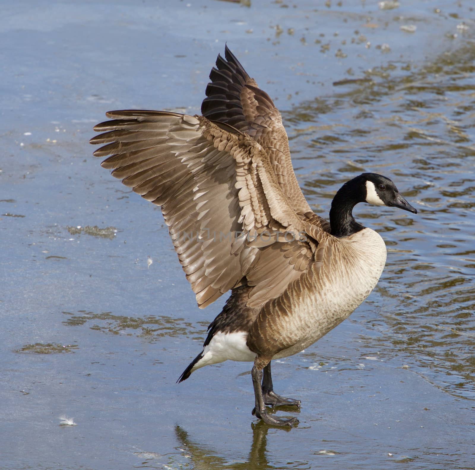 Strong beautiful cackling goose