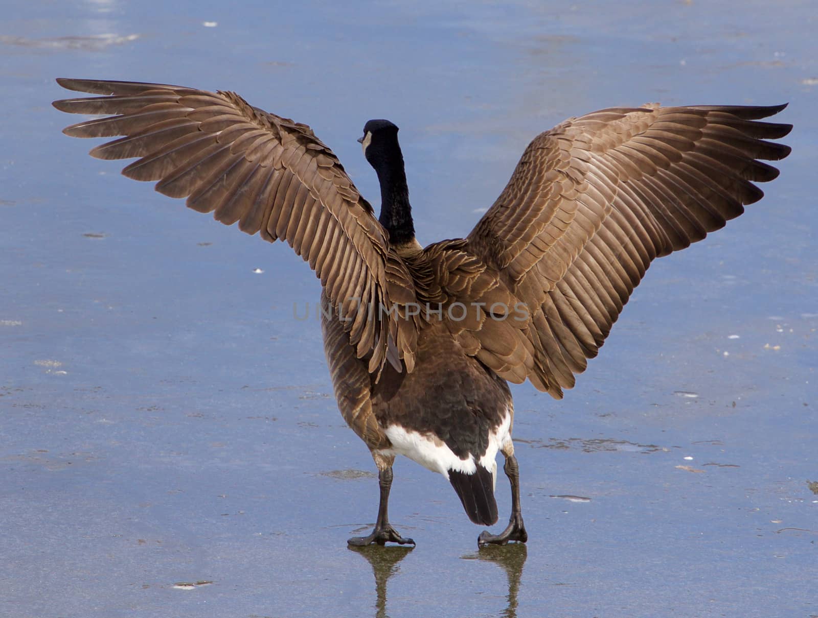 The strong beautiful wings of a cackling goose