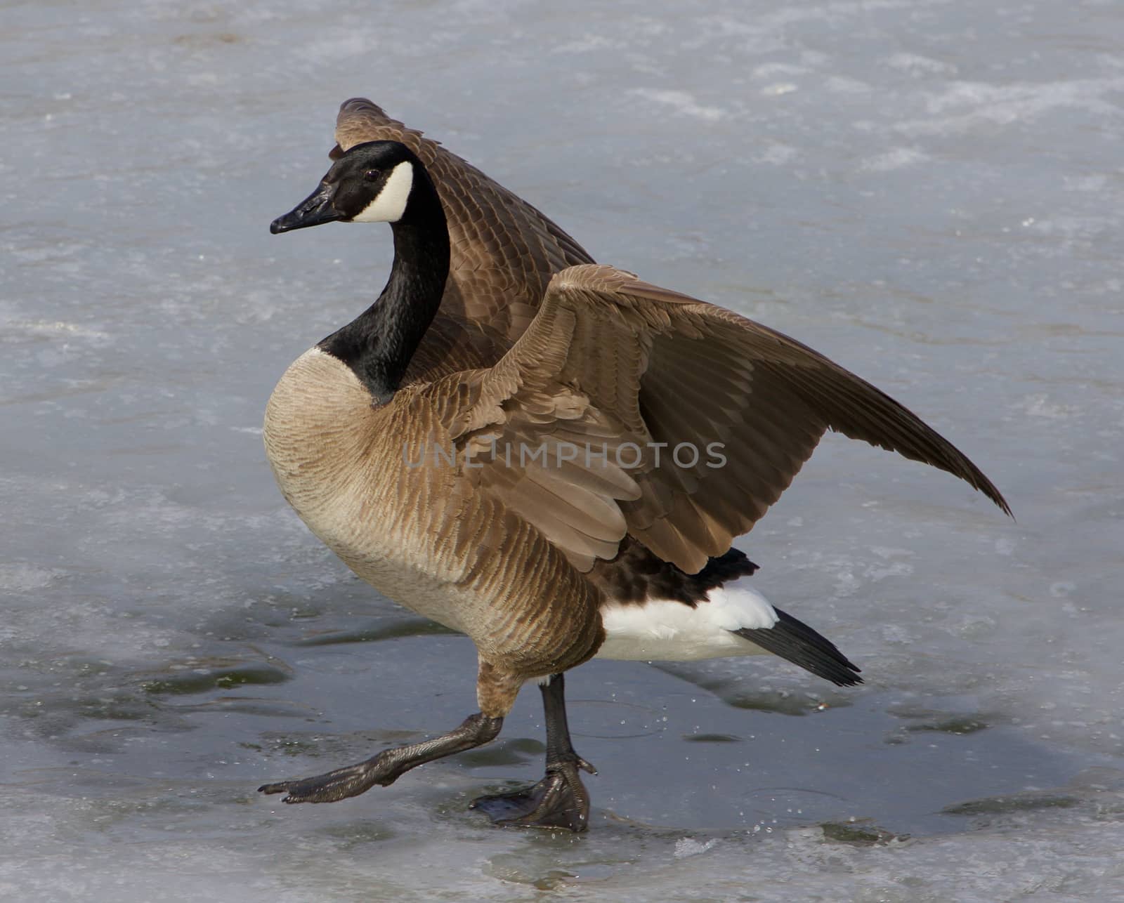 Beautiful close-up of the walking cackling goose