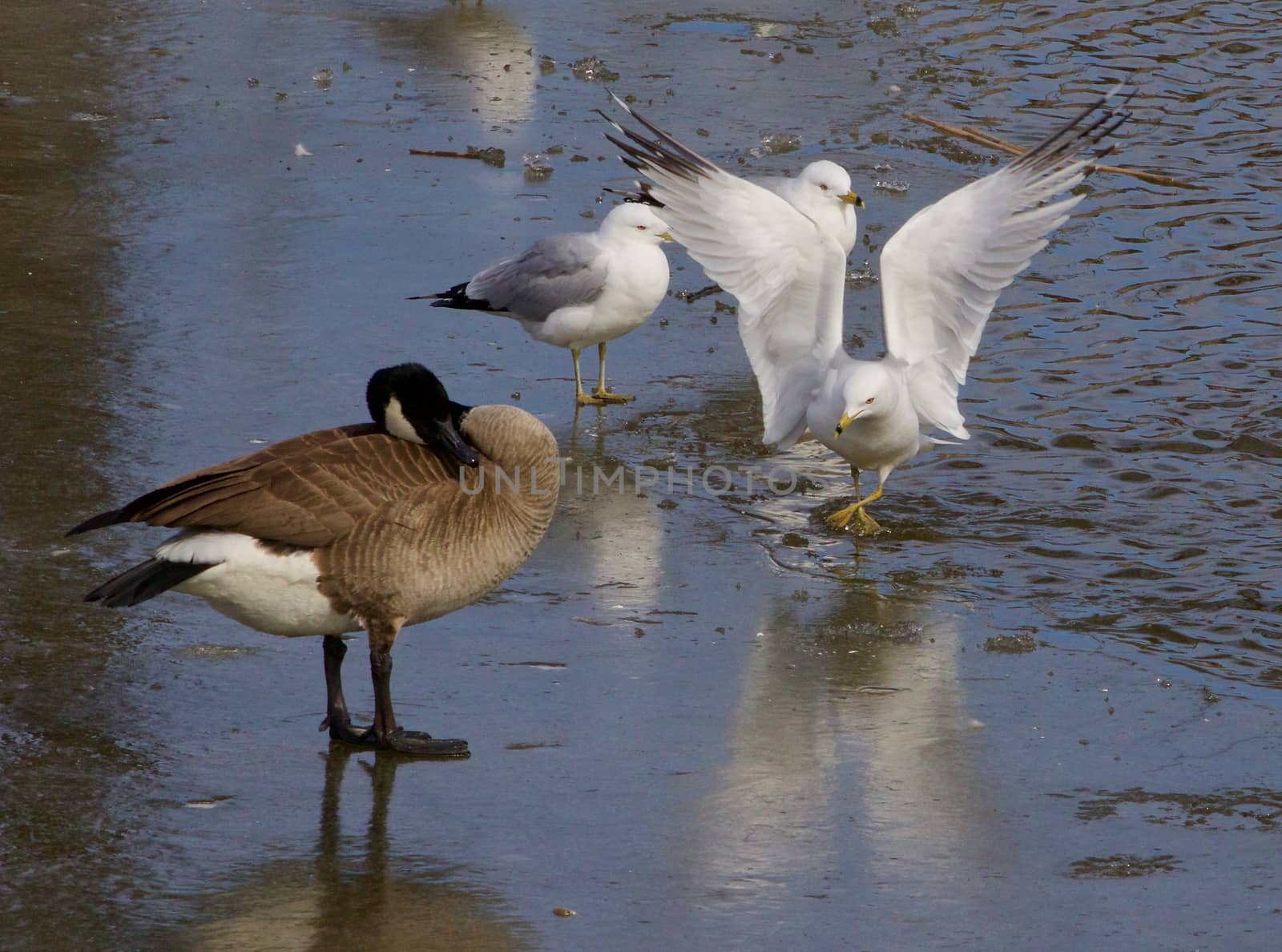 The funny gull shows an obeisance in front of the goose