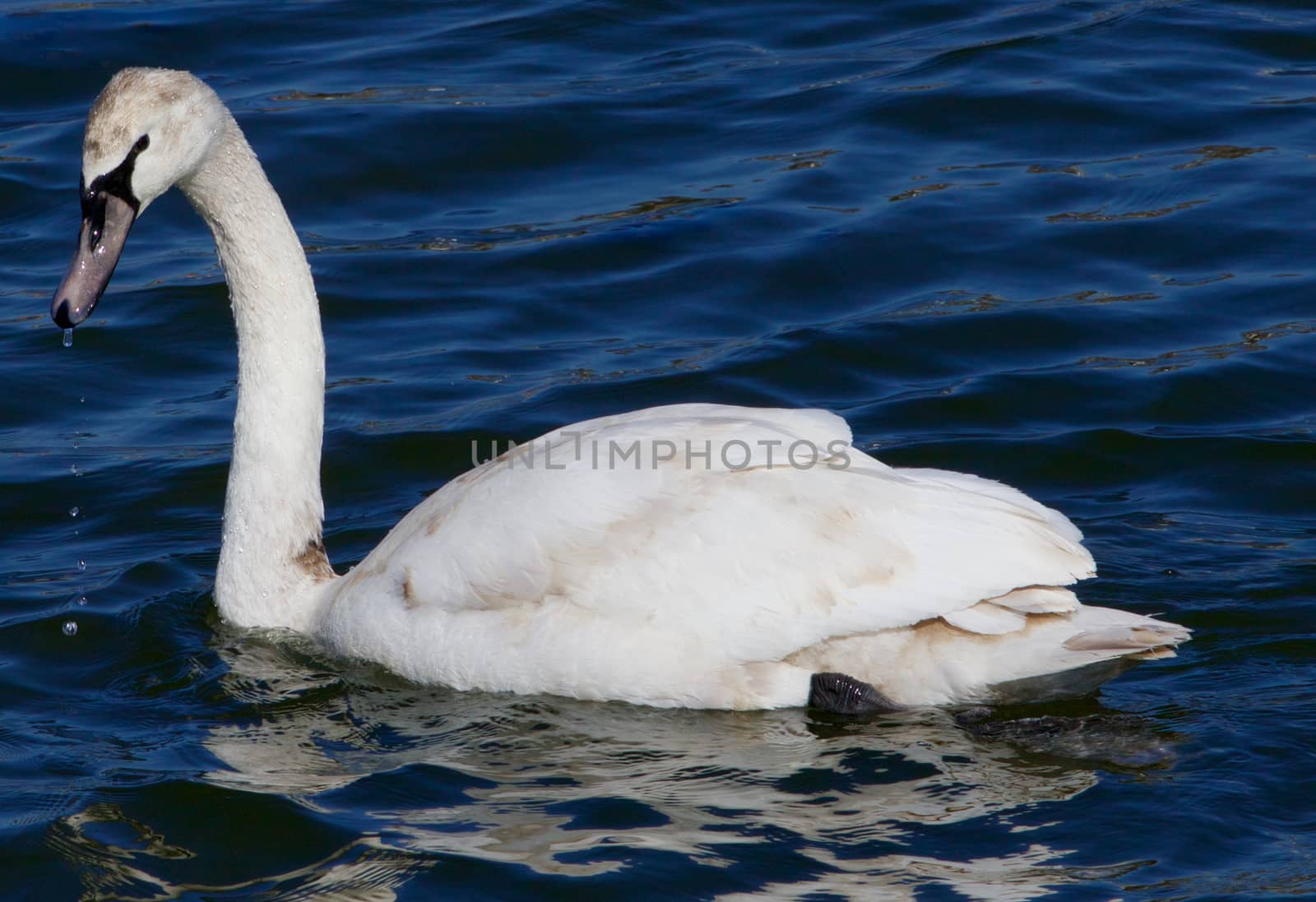 The young swan is drinking the water by teo