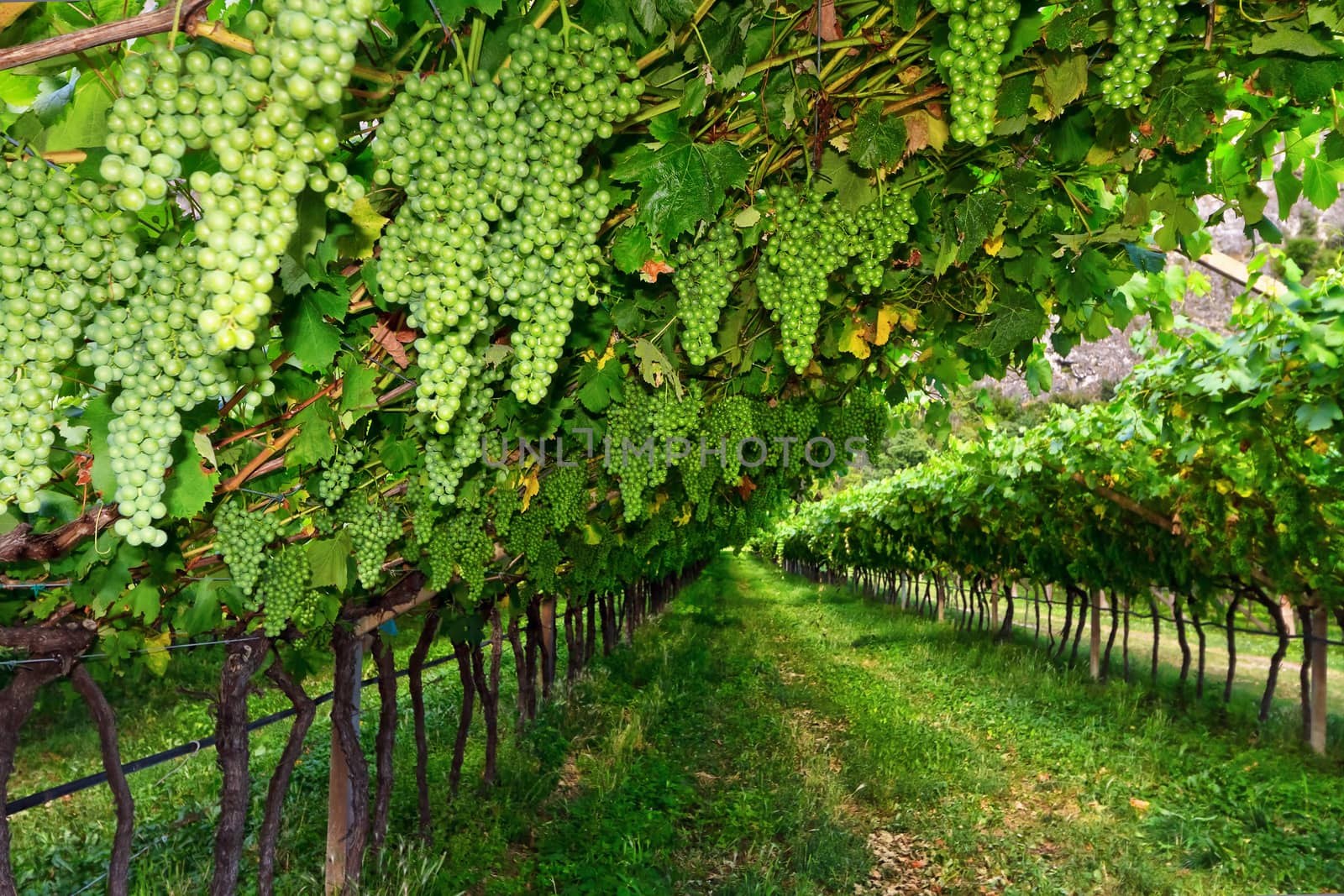 vineyard on summer by antonioscarpi
