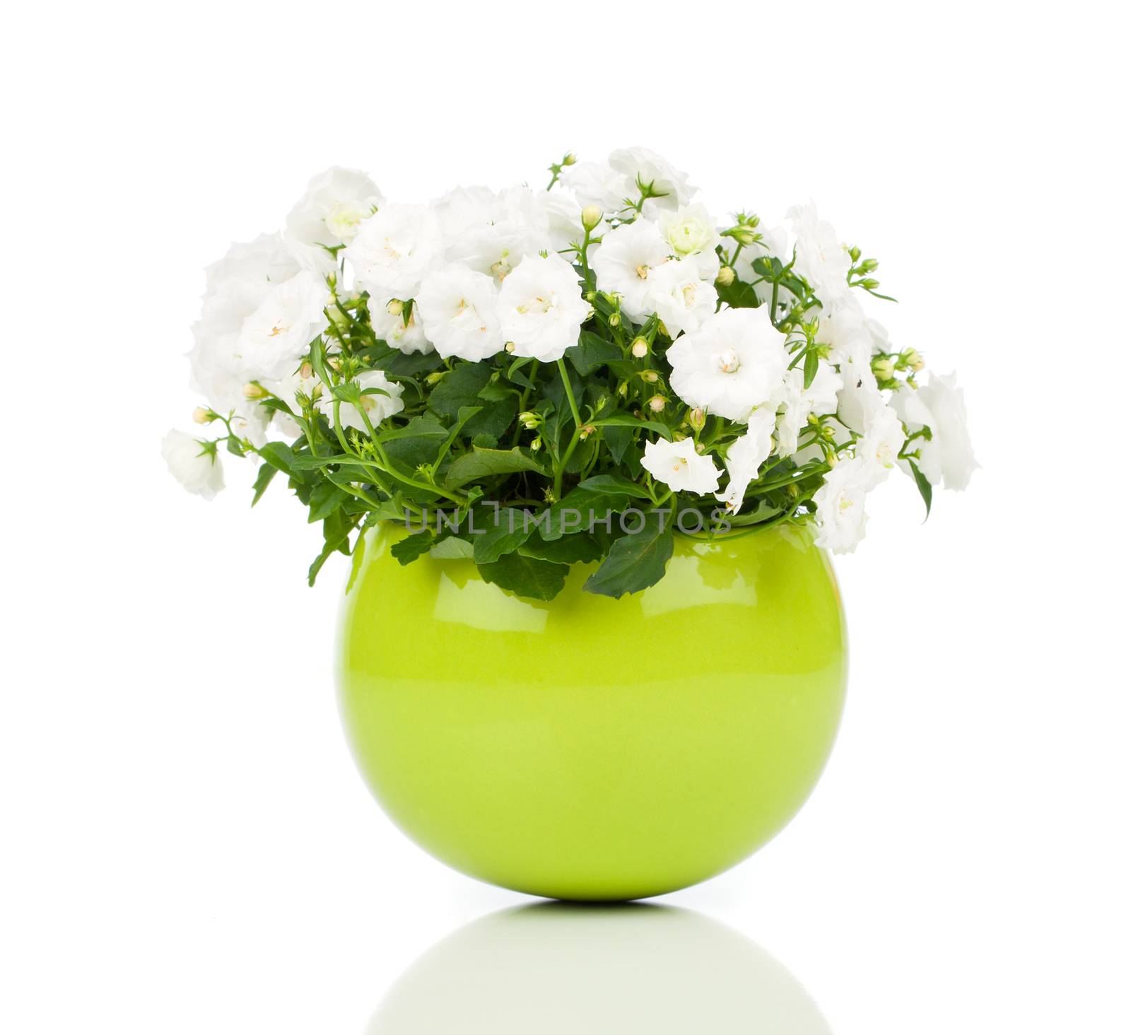 Campanula terry flowers, on a white background.