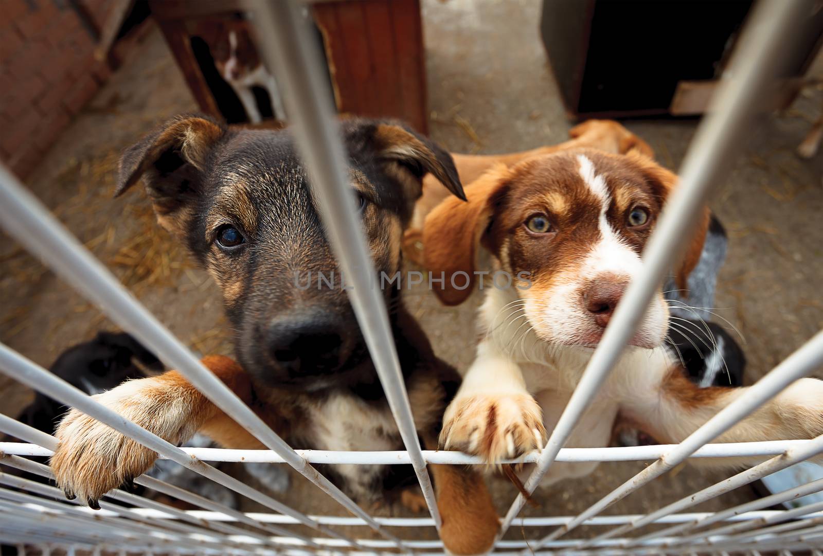Two doggies reaching fence by vilevi