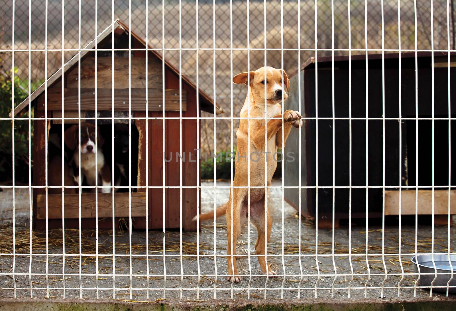 Lonly abandoned puppy leaning on a fence of a enclosure in a dog shelter. Looking sad.