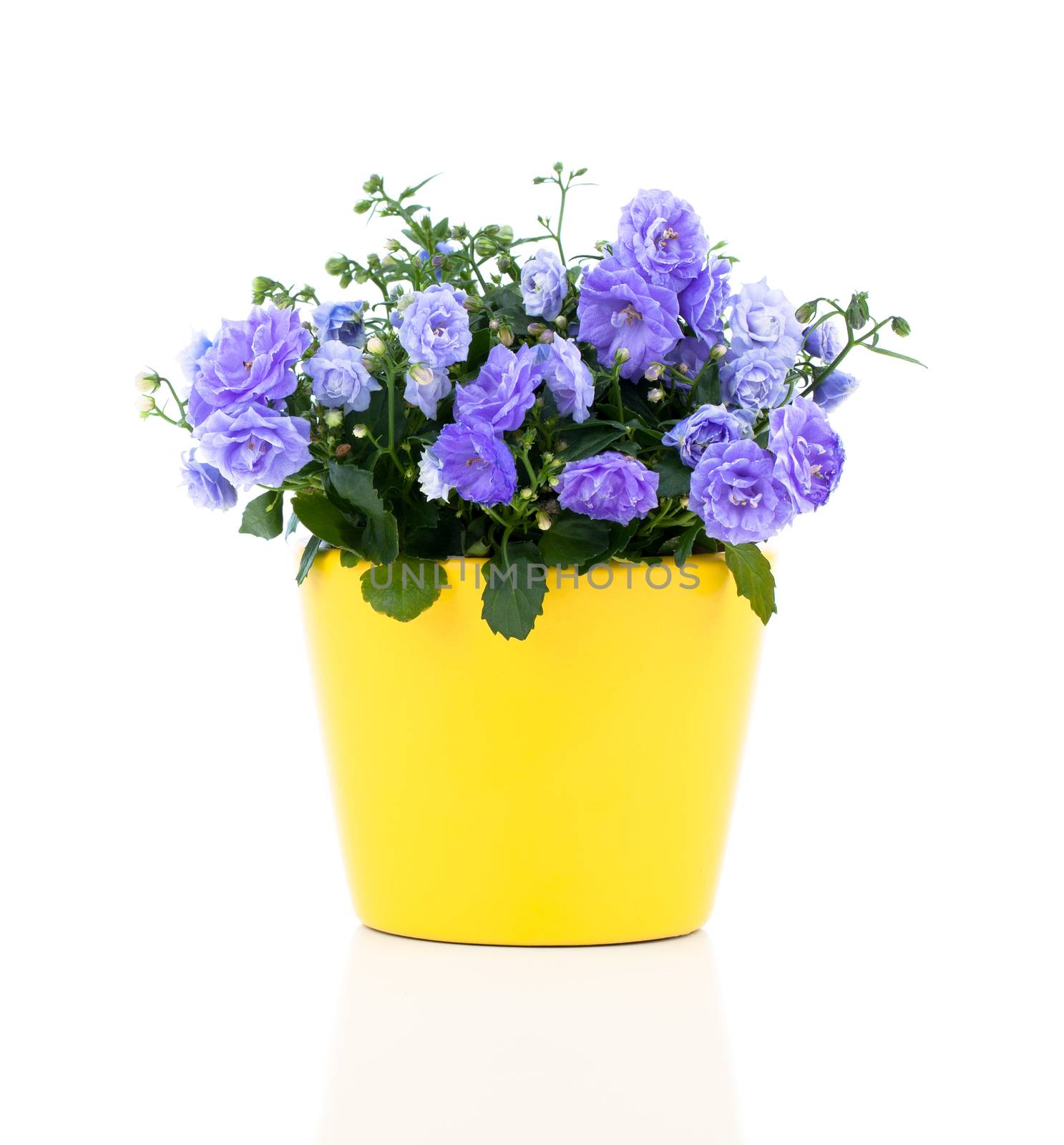 blue Campanula terry flowers, on a white background.