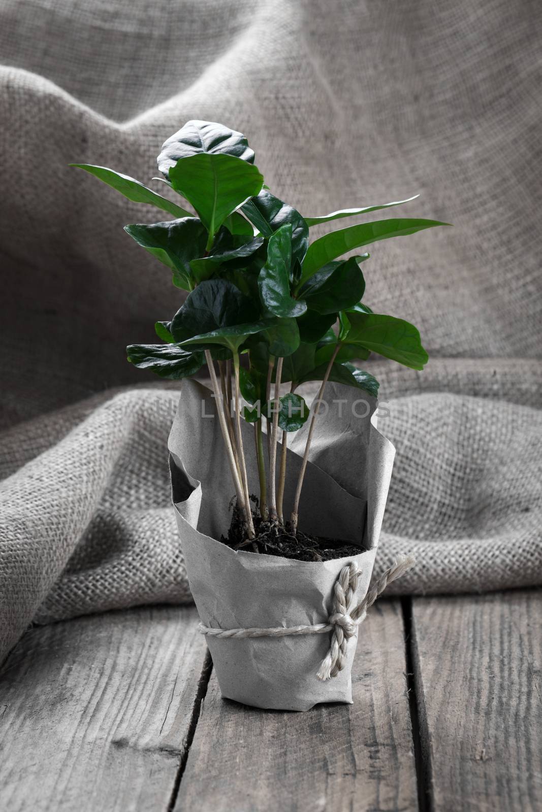 coffee plant tree in paper packaging on sackcloth, wooden background