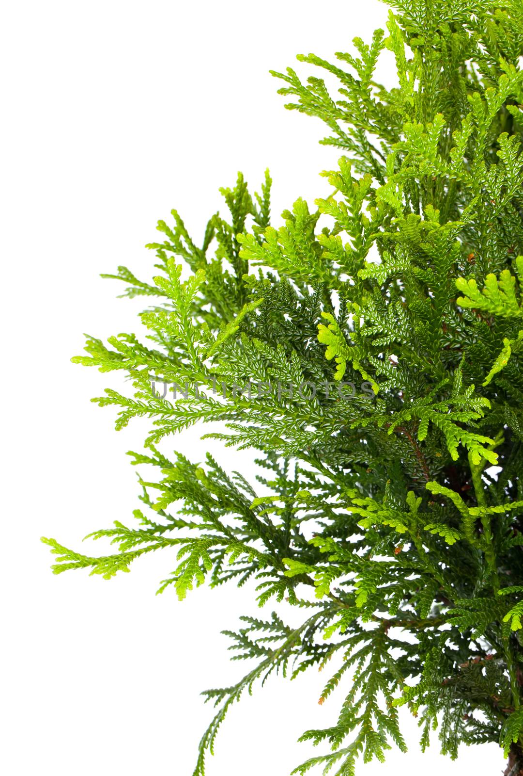 Thujopsis is a conifer in the cypress family Cupressaceae