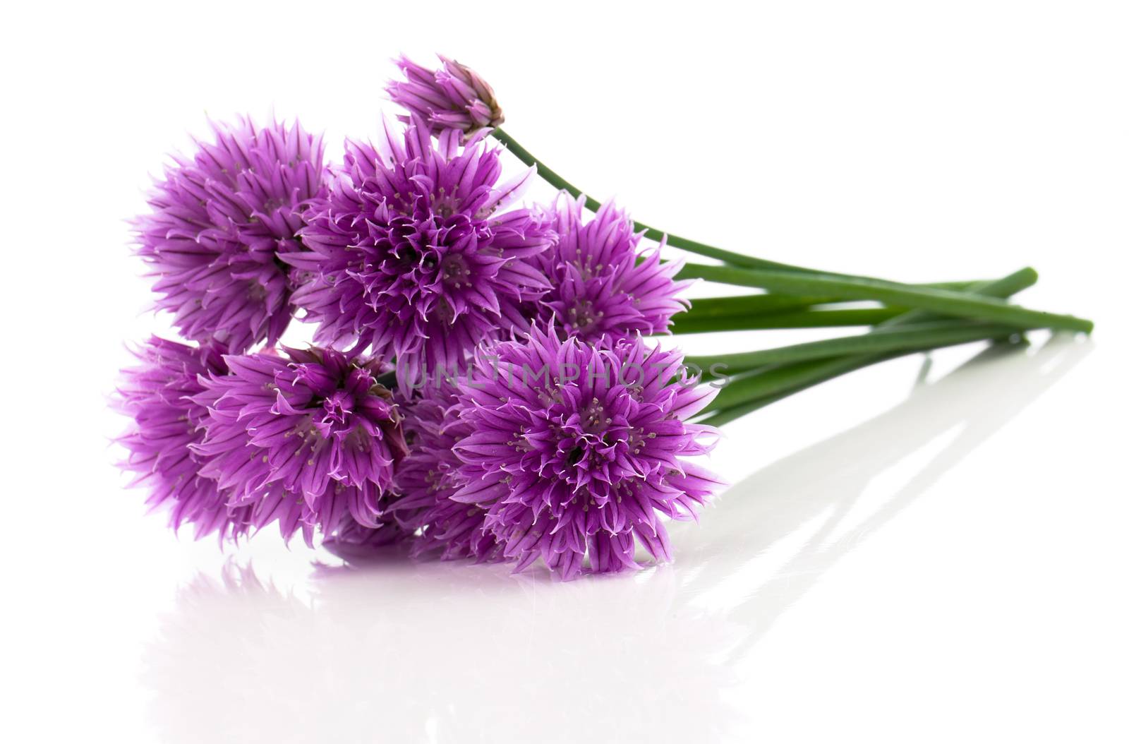 purple allium onion flower isolated on white by motorolka