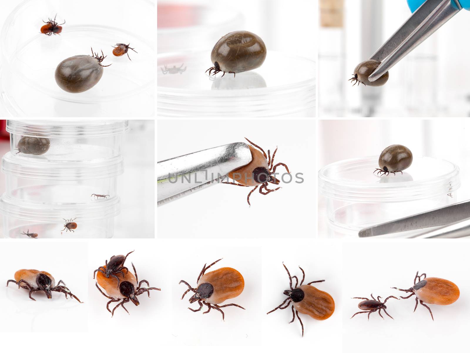 set of Ticks, isolated on a white background  by motorolka