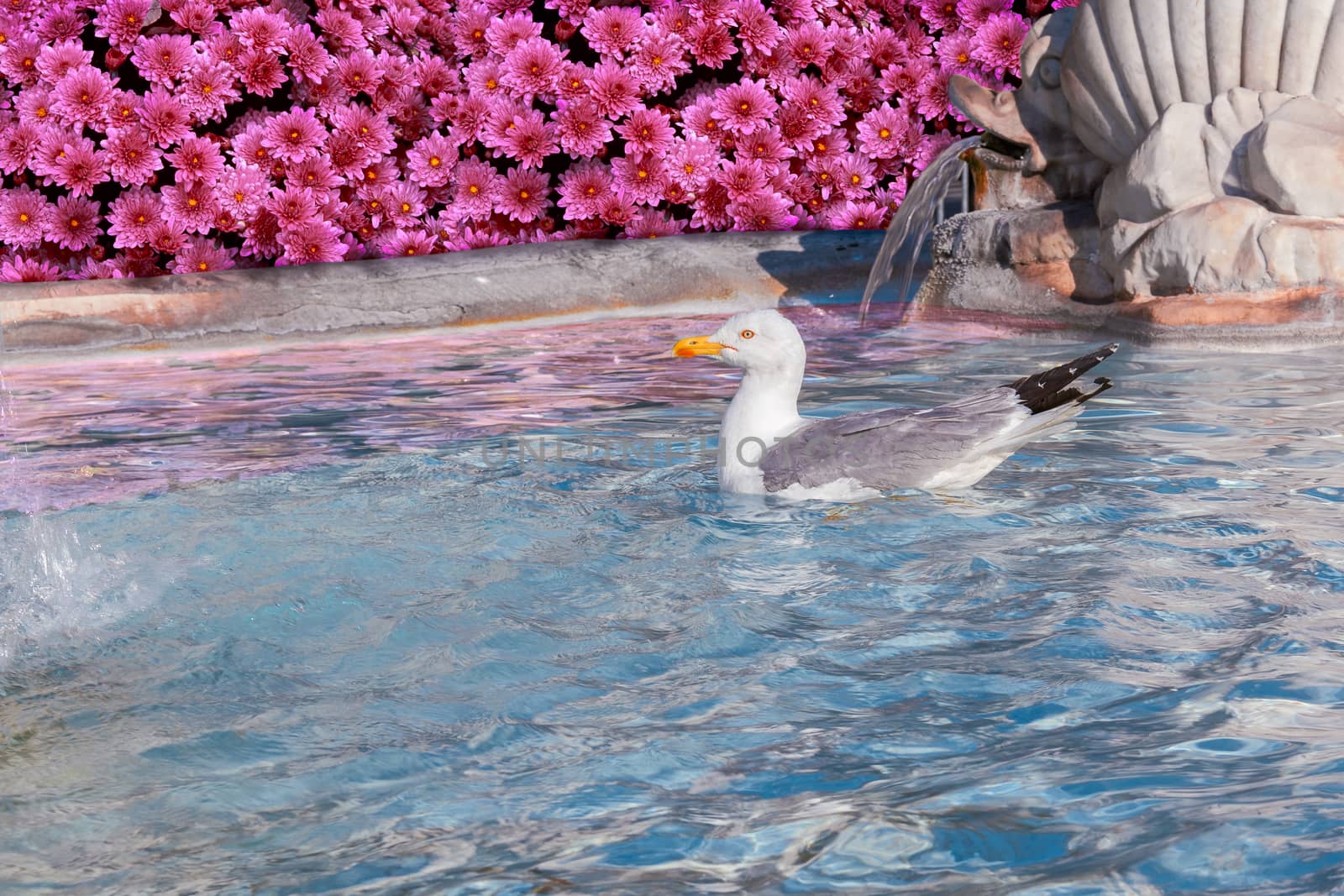 seagull in fountain with pink flowers