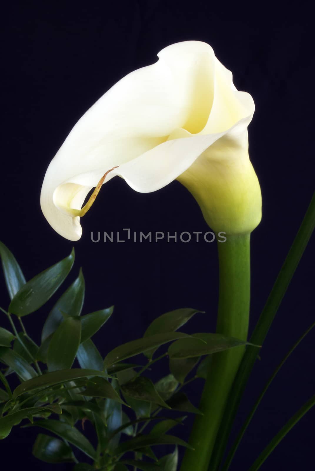 Cala Lily by AlphaBaby