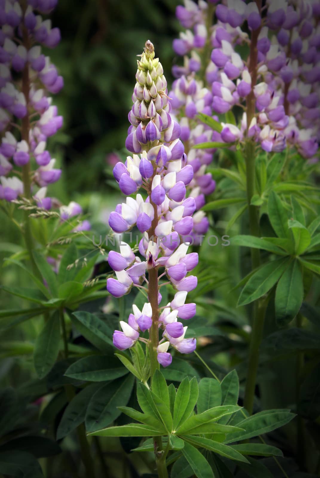 A stylish image of a bunch of purple lupin flowers in full bloom.