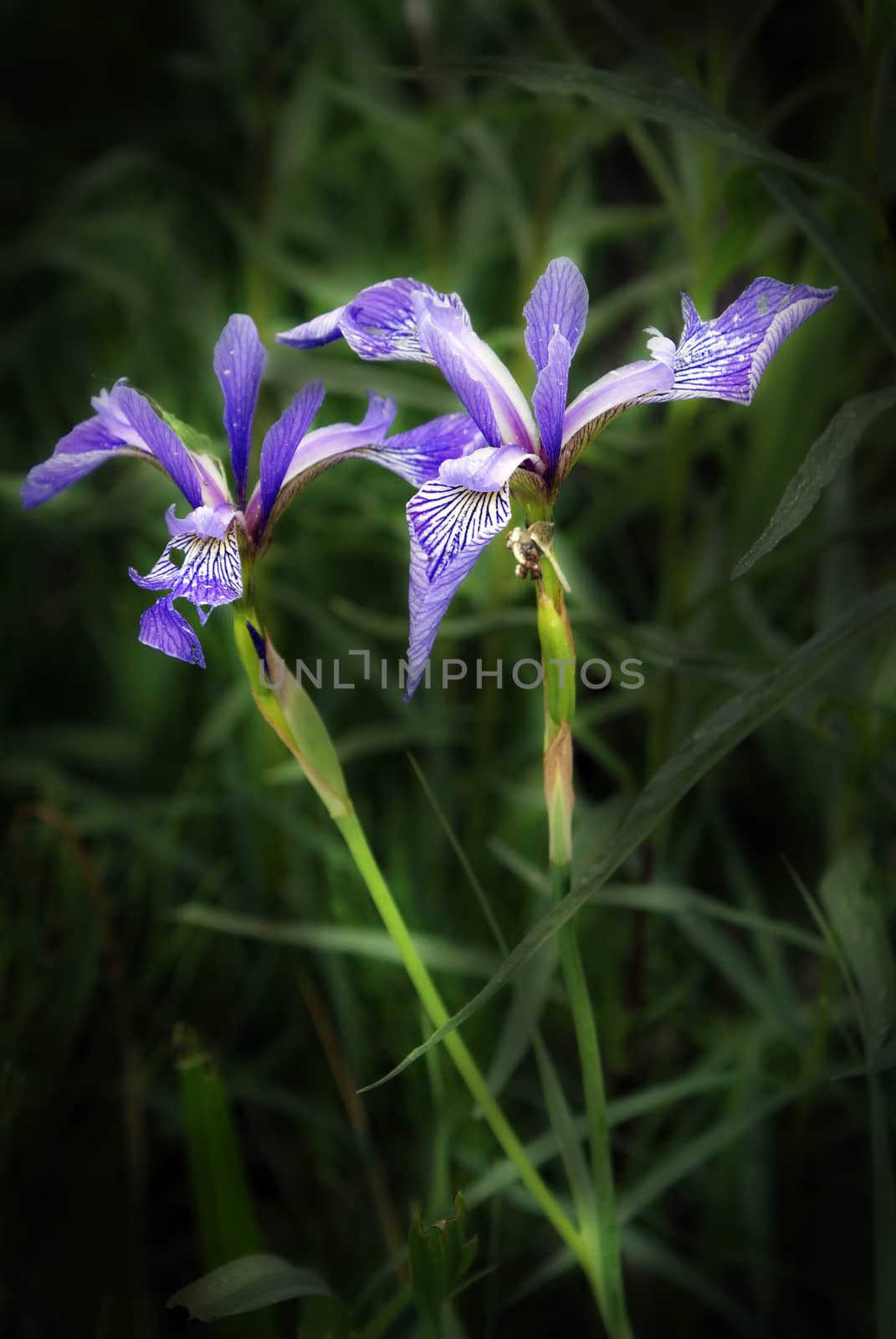 A nice shot of a stylish purple iris flower in a countryside field.