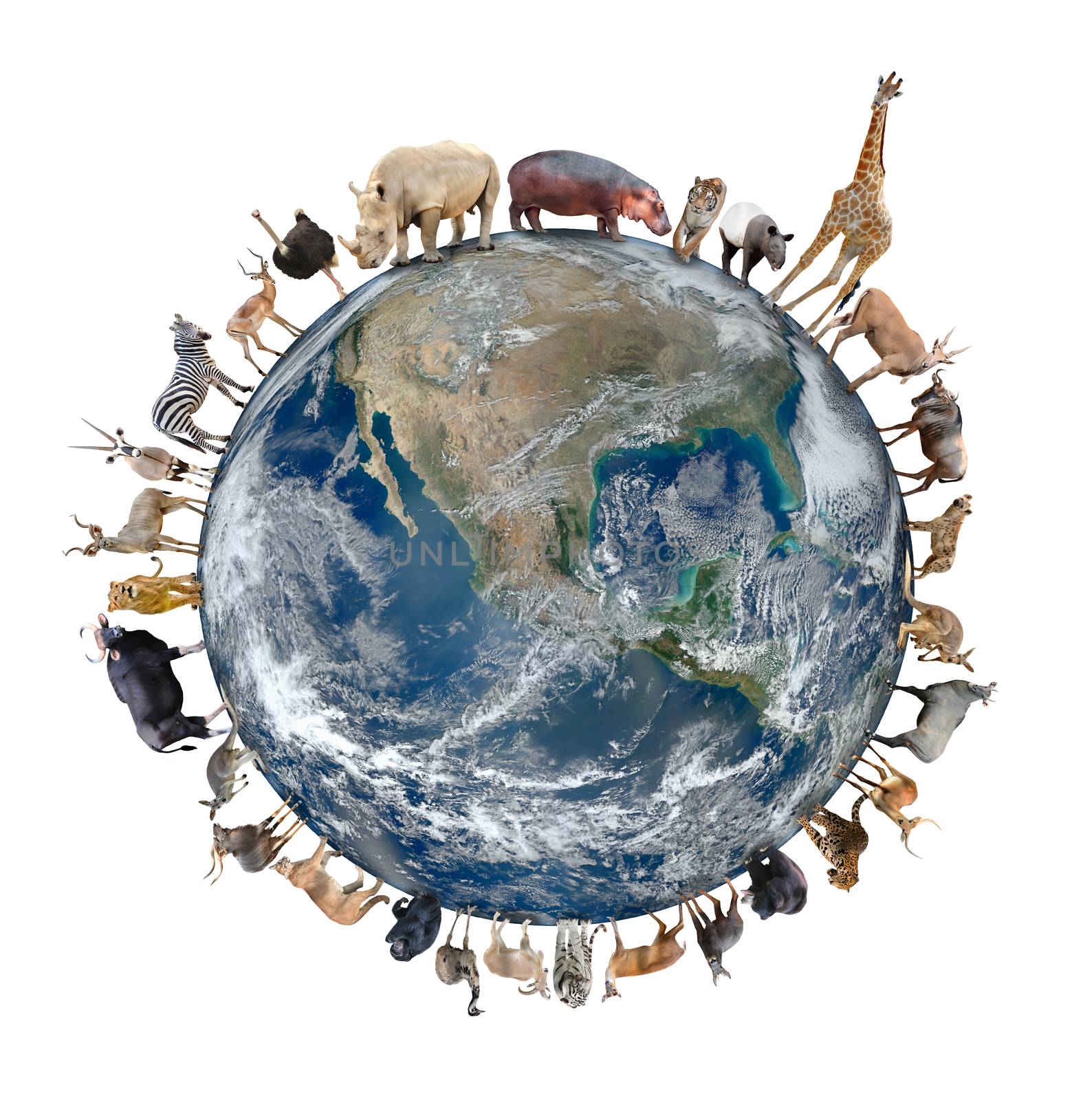 animal stand around the world isolated on white background,Element of this image are furnished by NASA