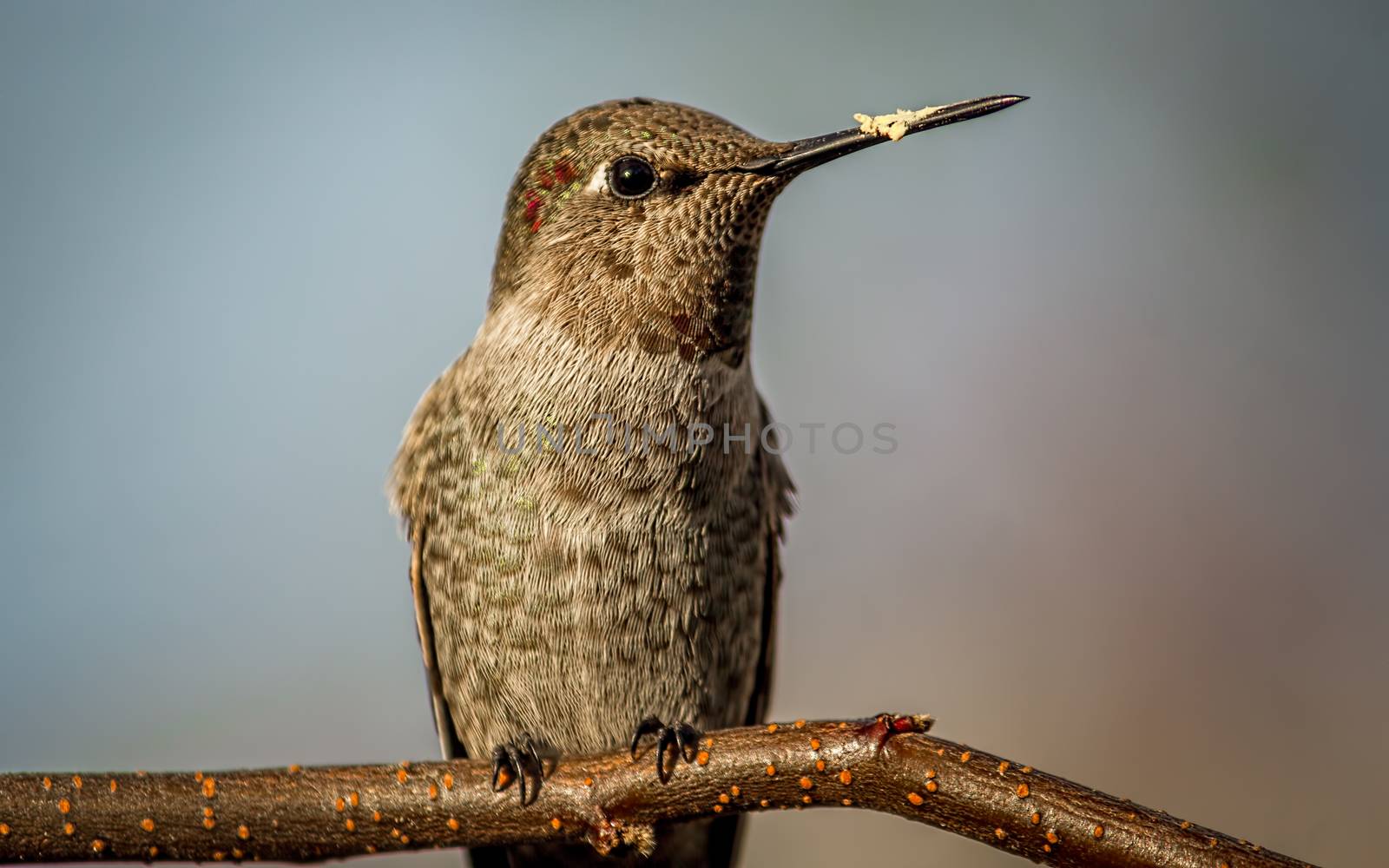 Hummingbird Perched on a Branch by backyard_photography