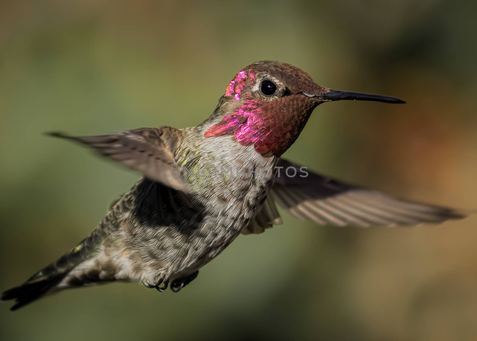 Hummingbird in Flight by backyard_photography