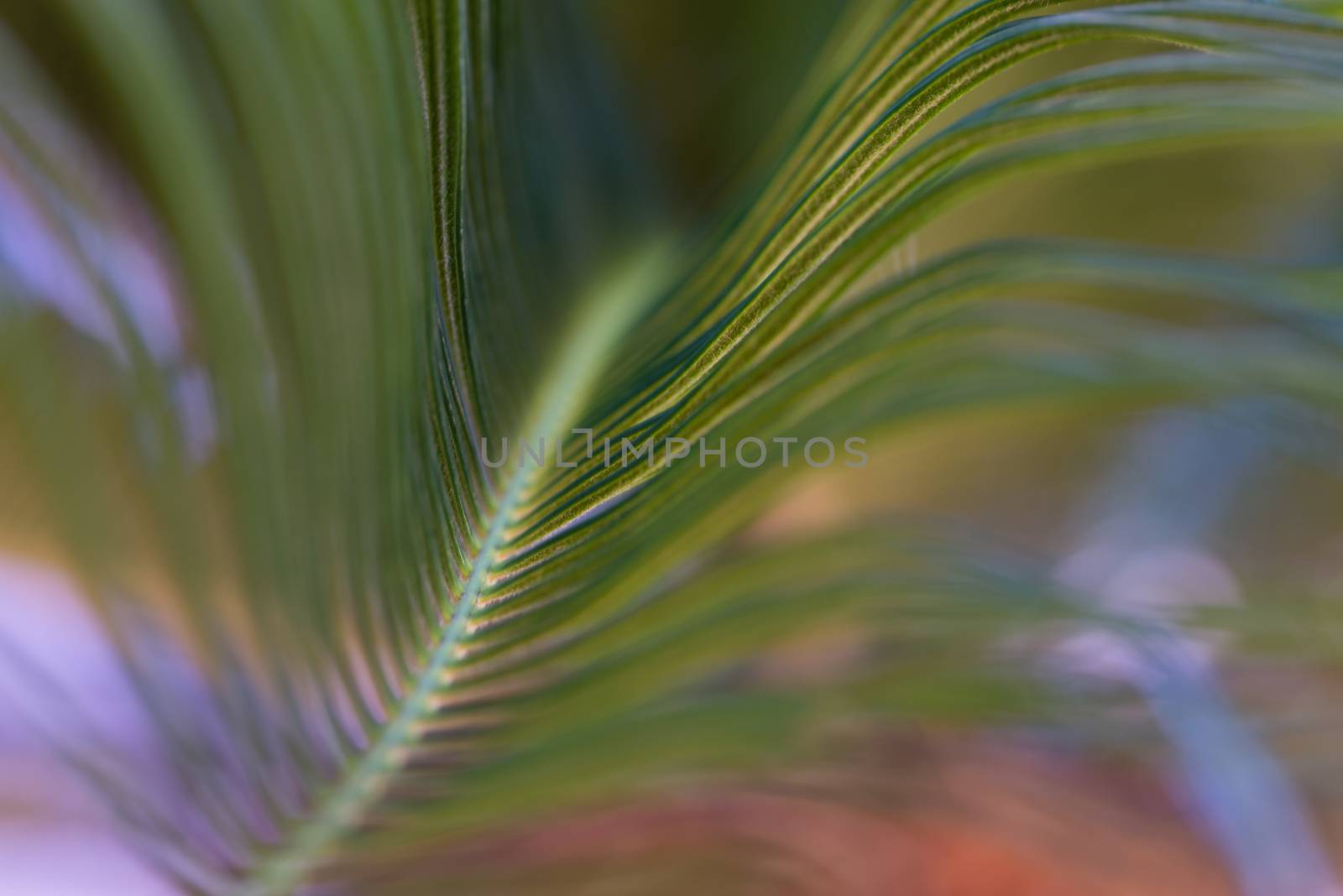 A close up blur of palm branch curving through the frame.