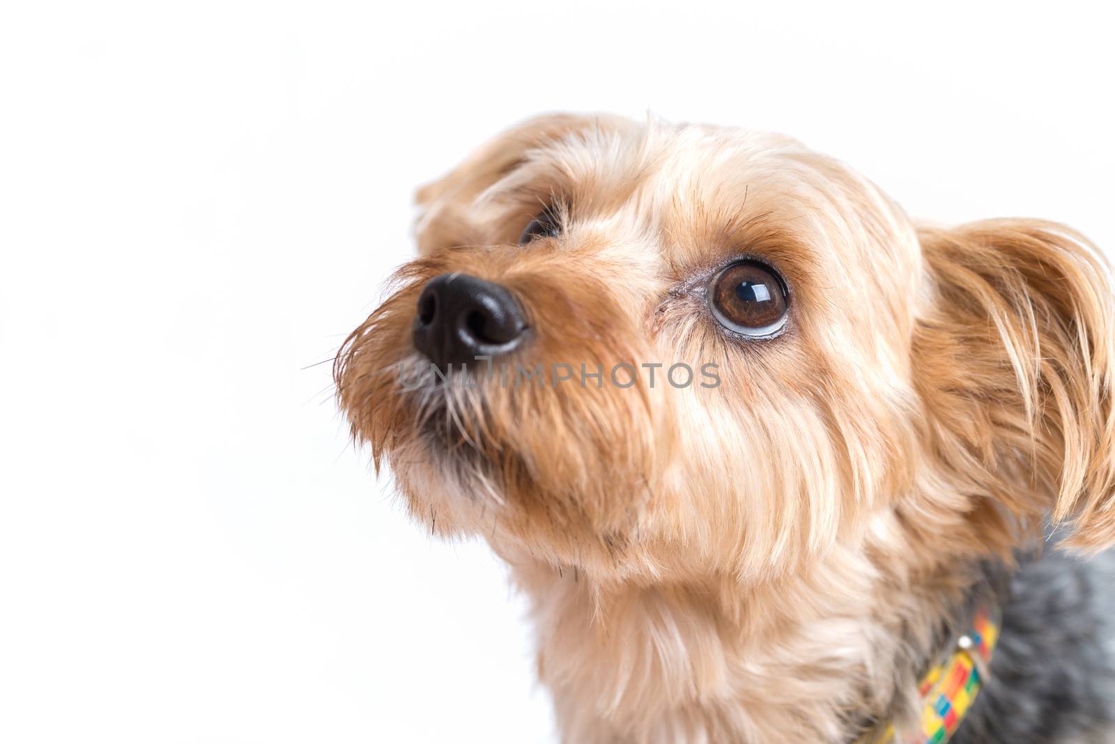A cute yorkshire terrier looking up at his owner isolated on a white background.
