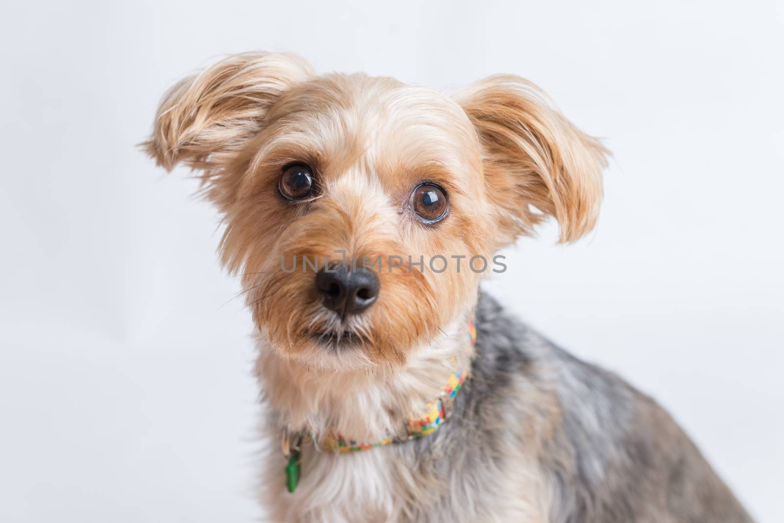 A cute yorkshire terrier looking straight at the camera on a white background.