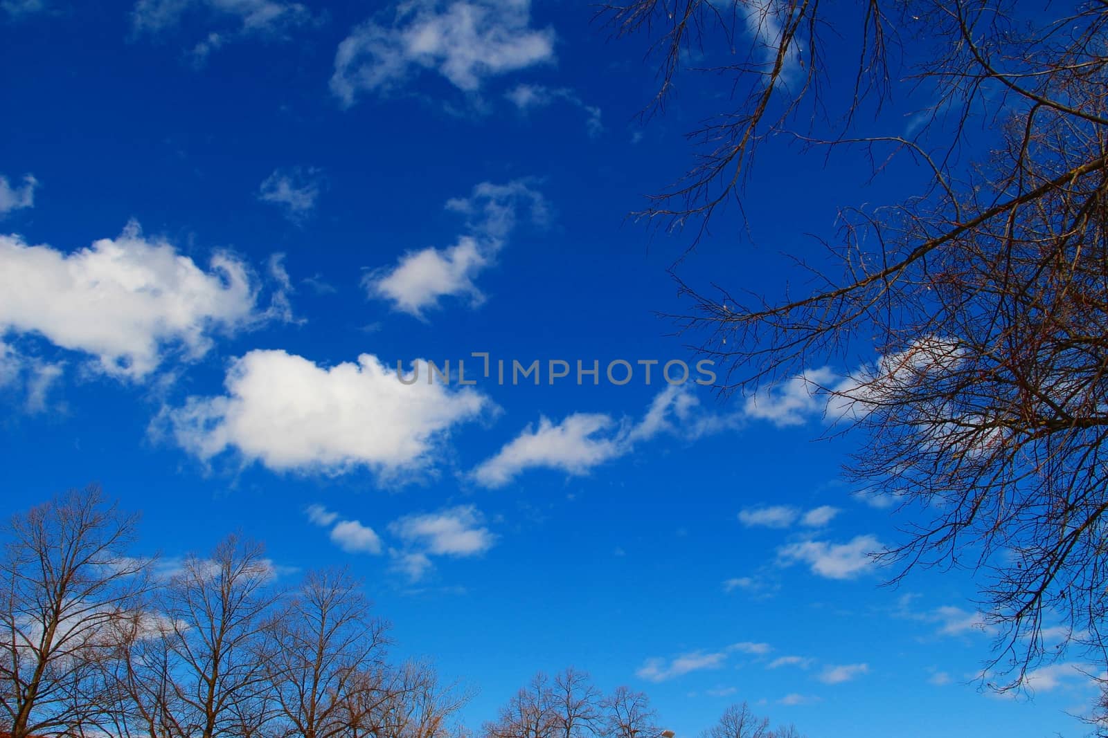 looking up to clear blue sky by kpoppie
