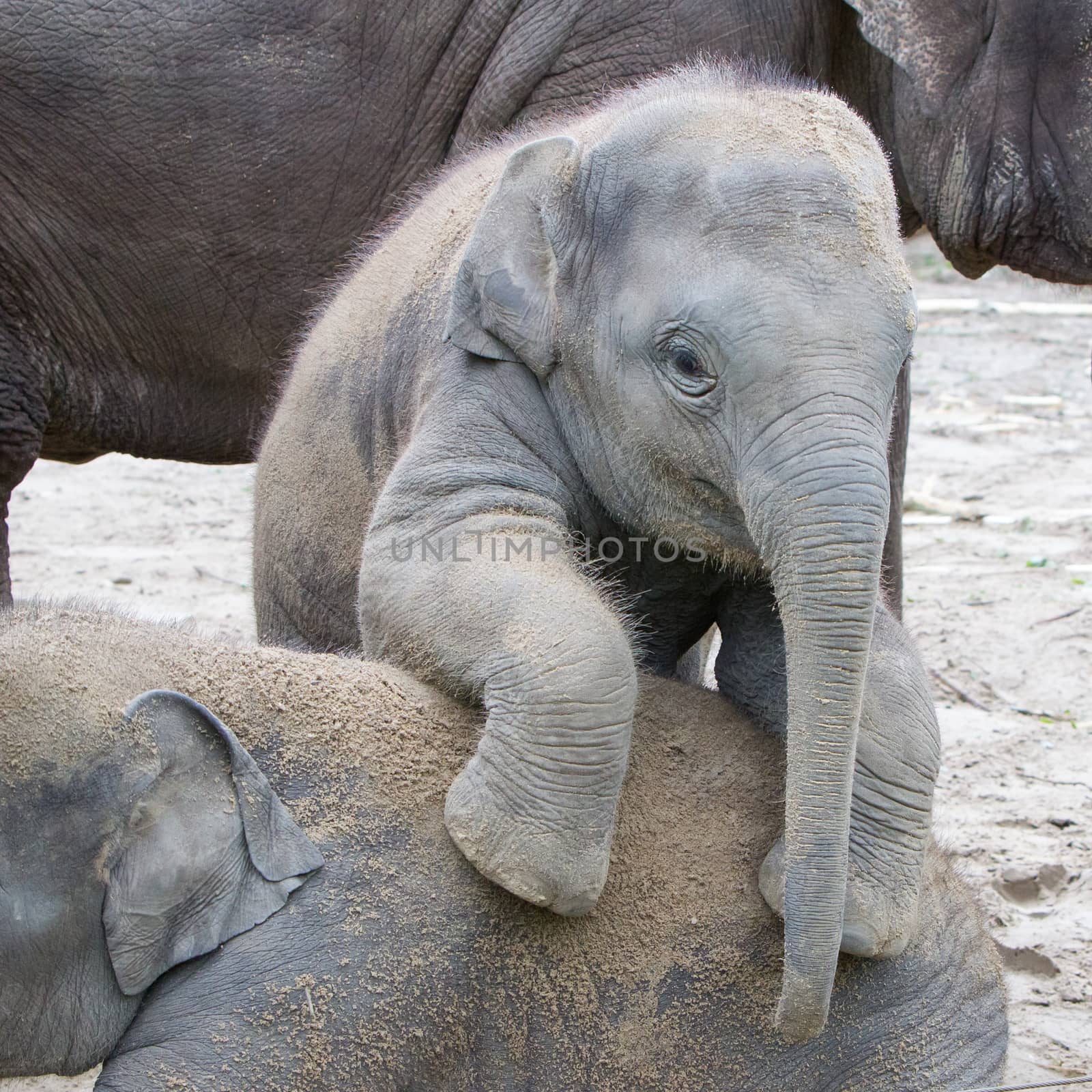 Two baby elephants playing in the sand by michaklootwijk