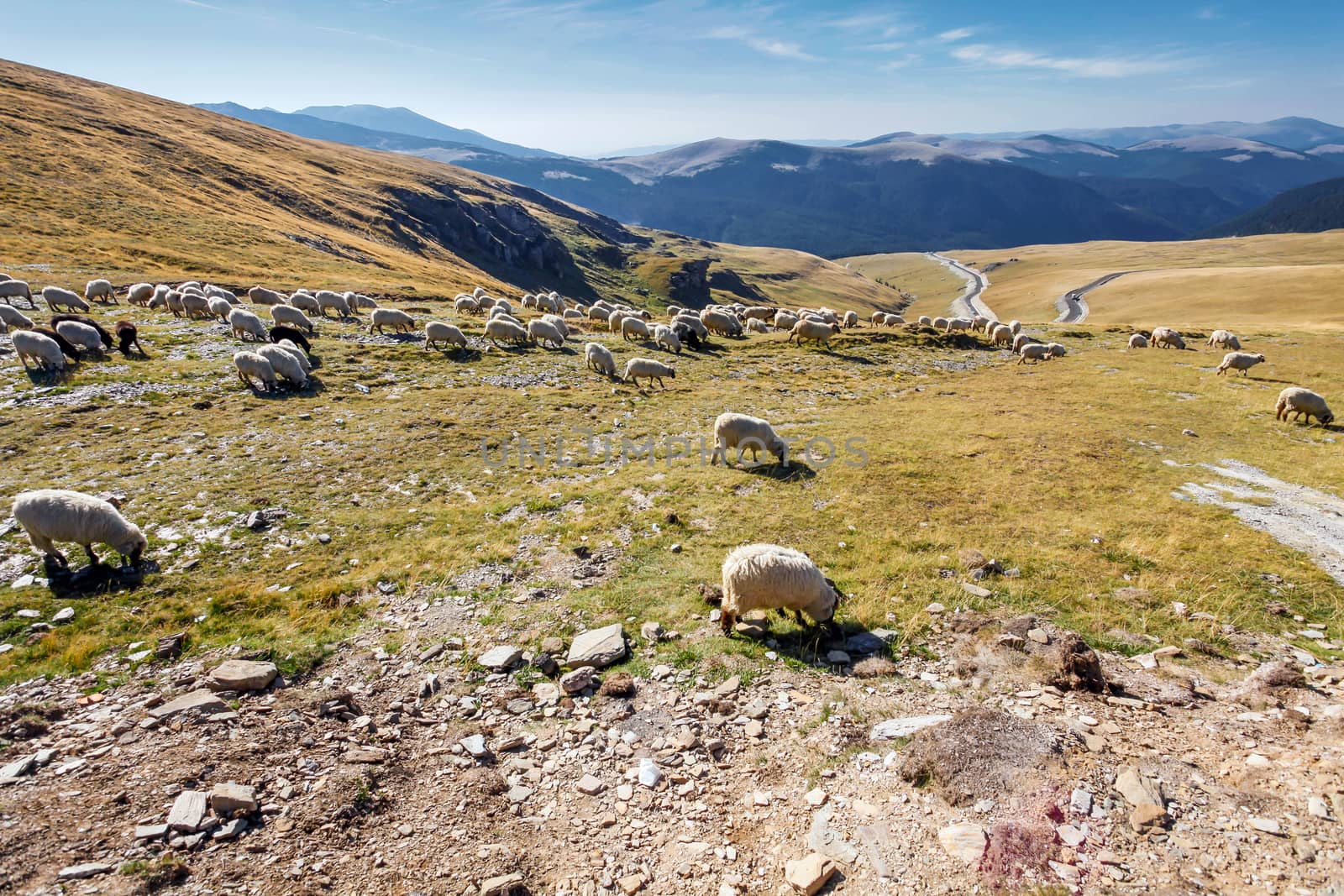 Flock of sheeps eating grass on top of the mountain in Romania