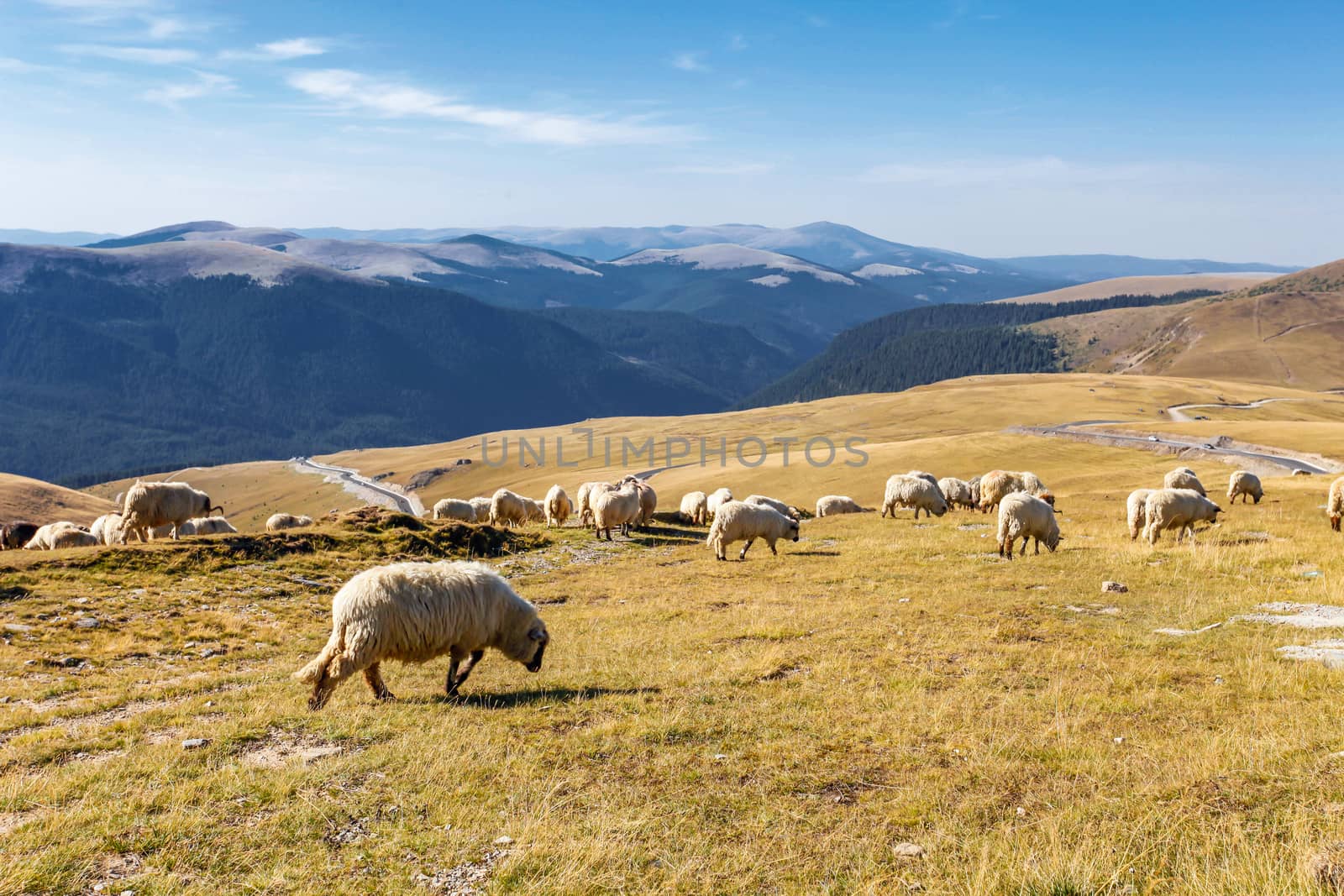 Flock of sheeps eating grass on top of the mountain in Romania