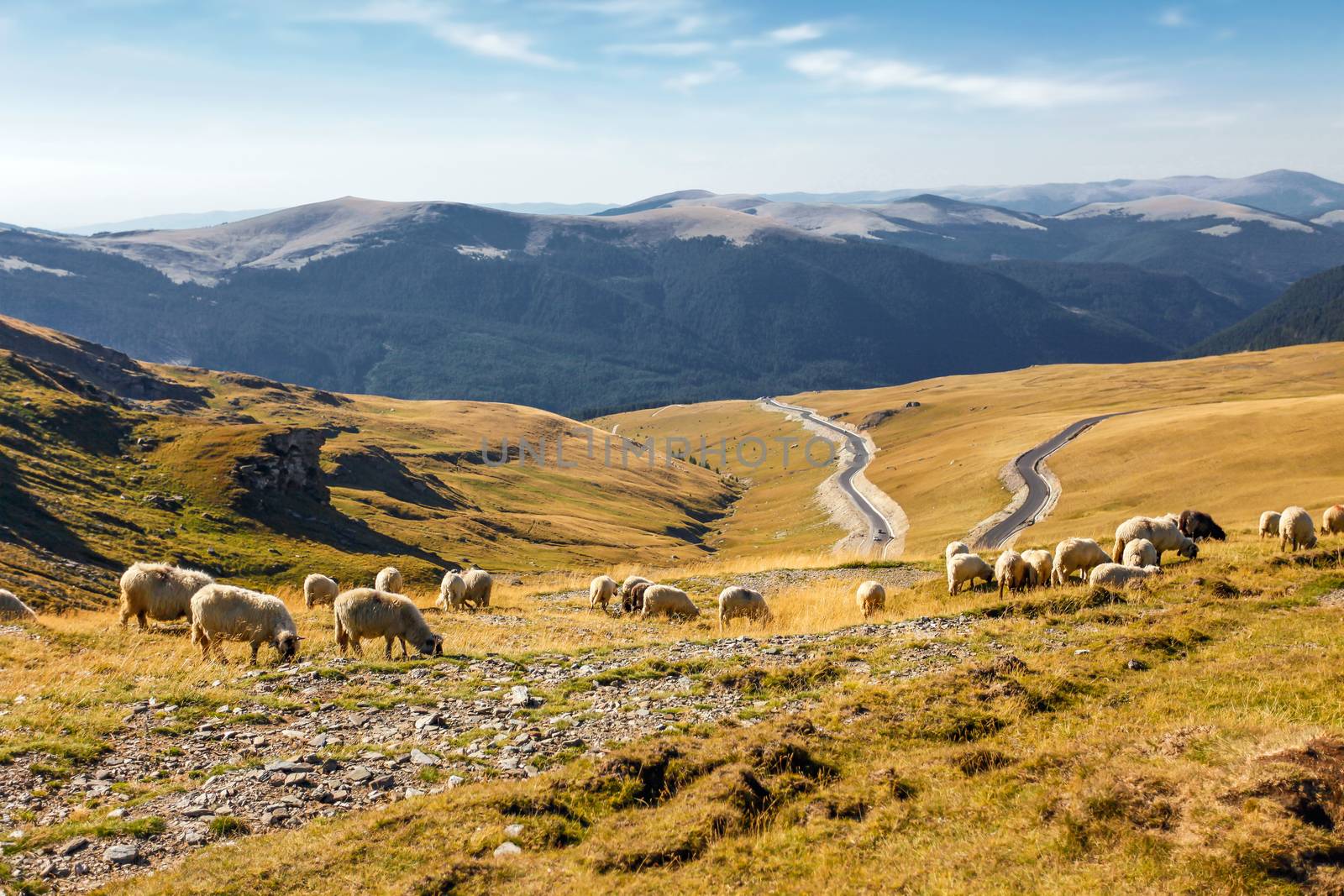 Flock of sheeps eating grass on top of the mountain in Romania