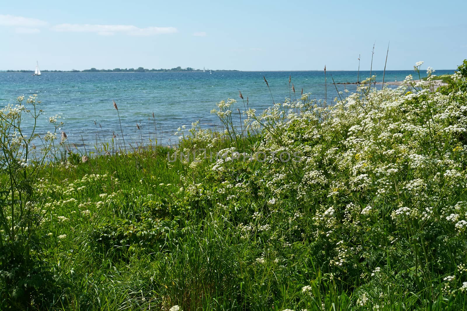 Beautiful coast line ocean beach landscape Funen Denmark                               