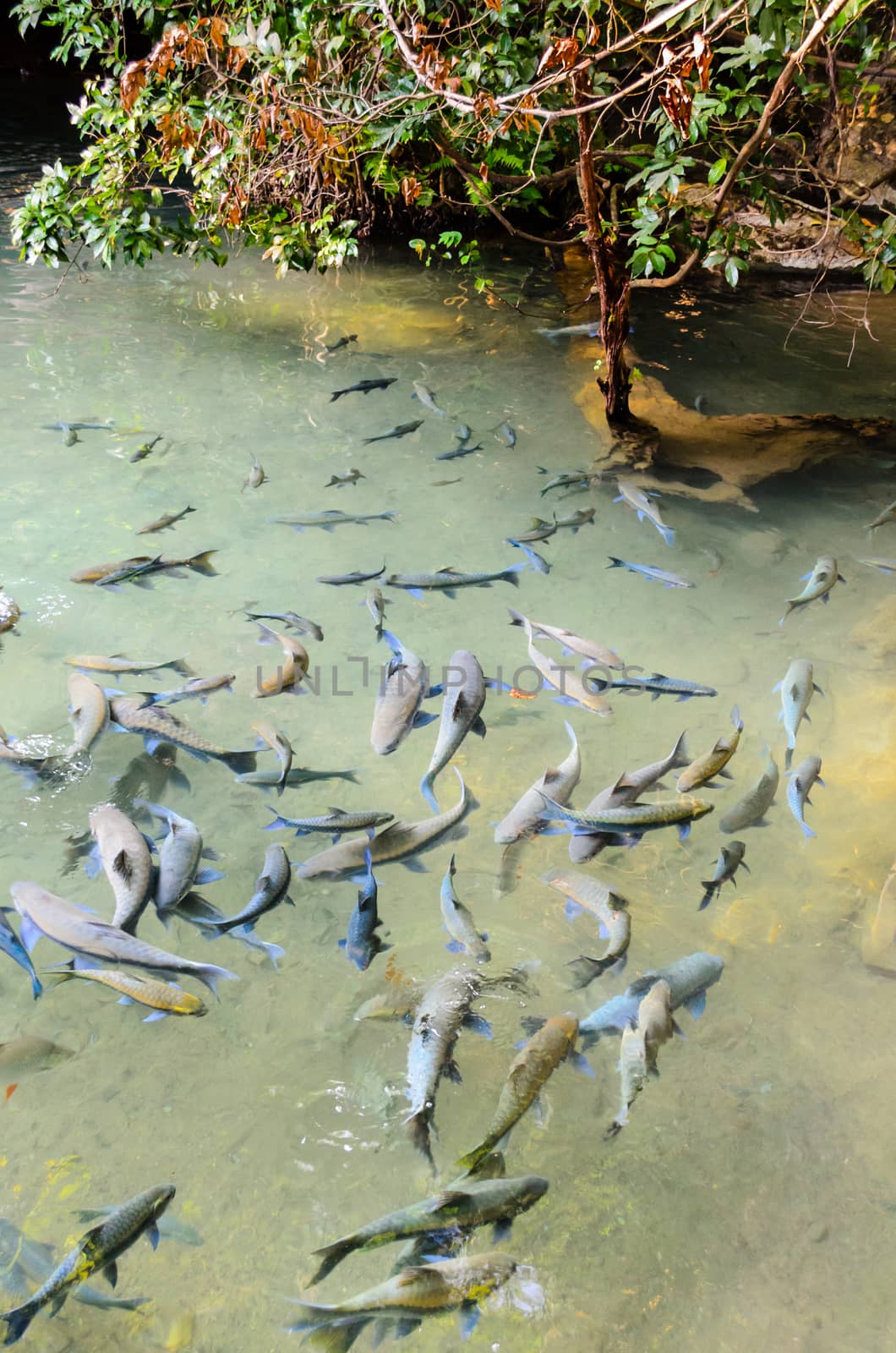 Soro brook carp fish or Neolissochilus stracheyi in nature, Mae Hong Son Province, Thailand