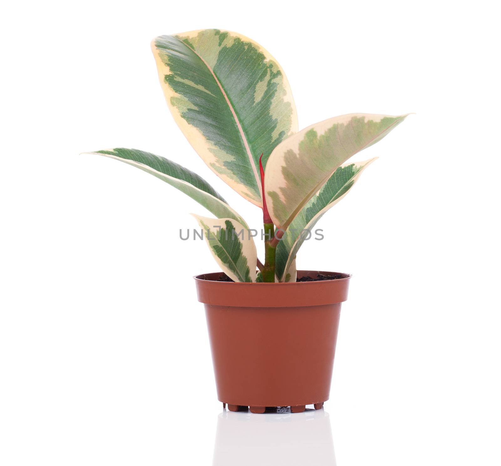 Ficus elastica plant, on a white background.