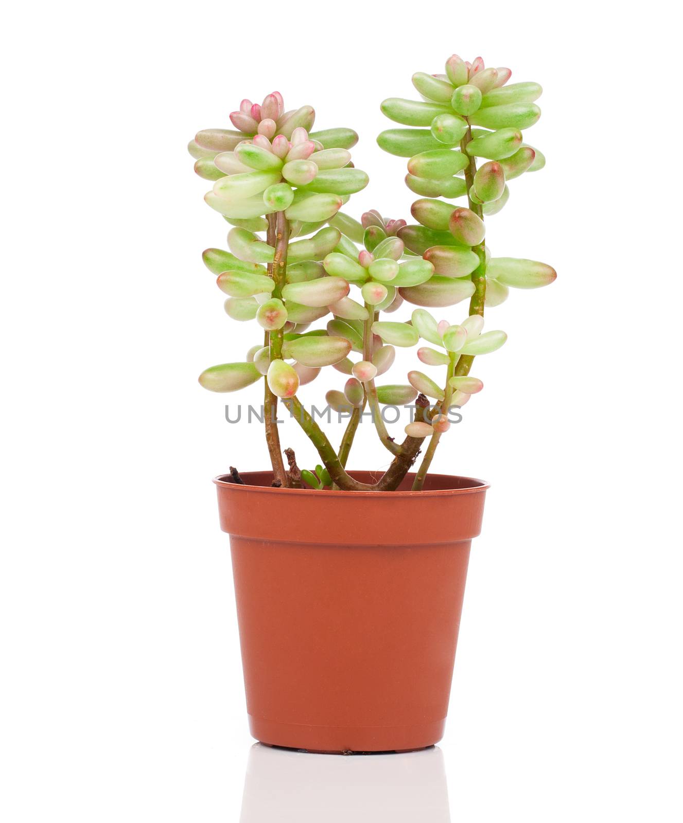 Adromischus houseplant isolated on white background