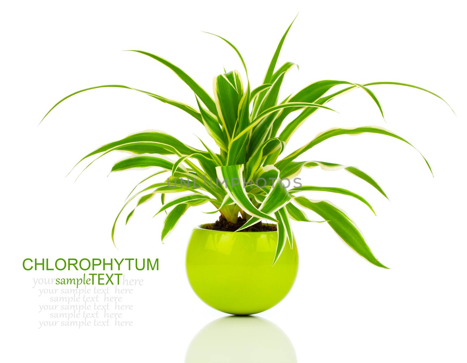 green Chlorophytum plant in the pot, evergreen perennial flowering plants in the family Asparagaceae, subfamily Agavoideae,