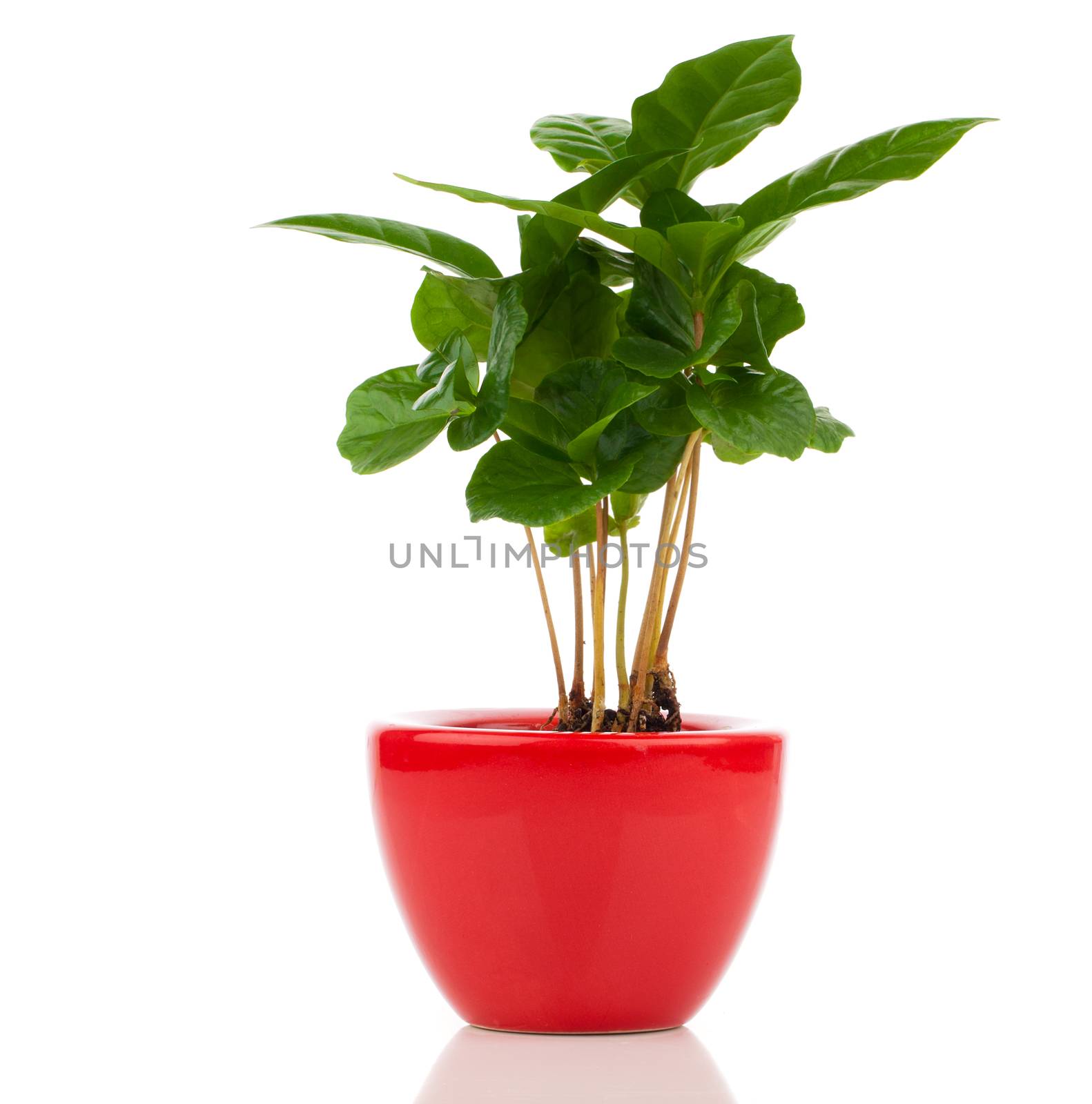 coffee plant tree growing seedling in soil pile isolated on white background