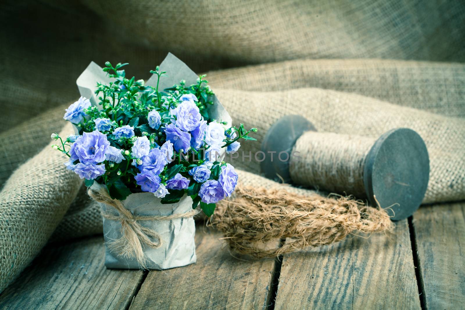 blue Campanula terry flowers in paper packaging, on wooden background