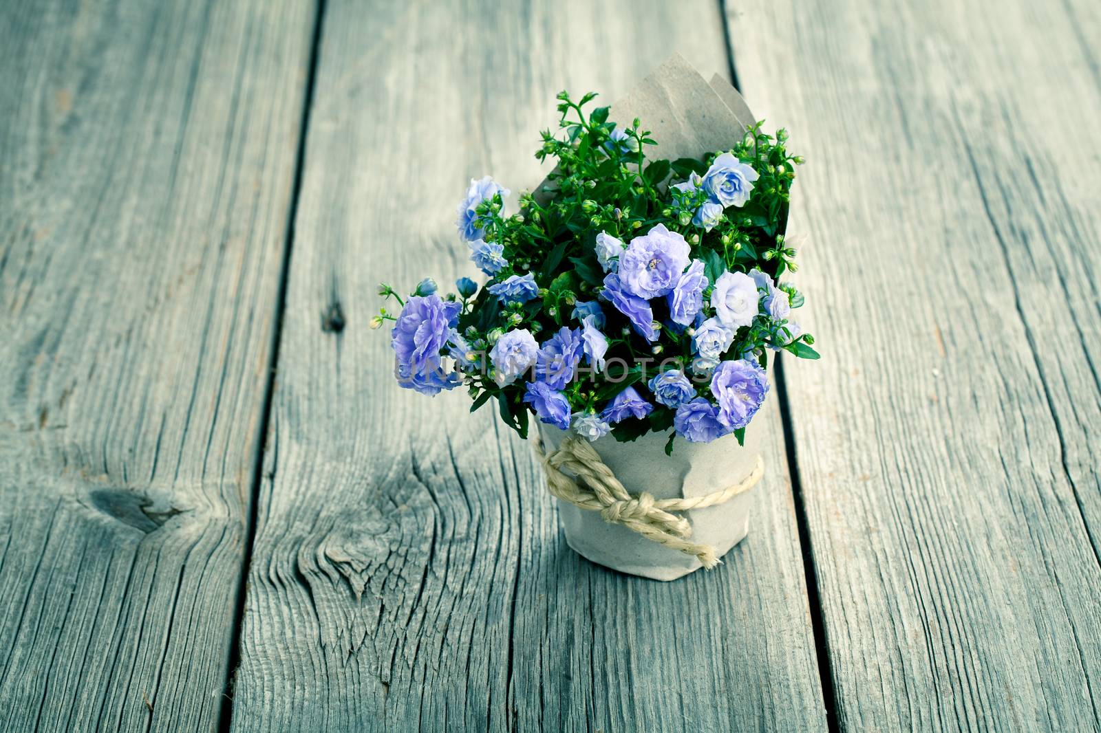 blue Campanula terry flowers in paper packaging, on wooden background