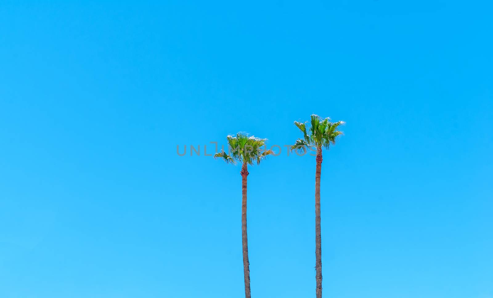 Two palm trees against a blue sky