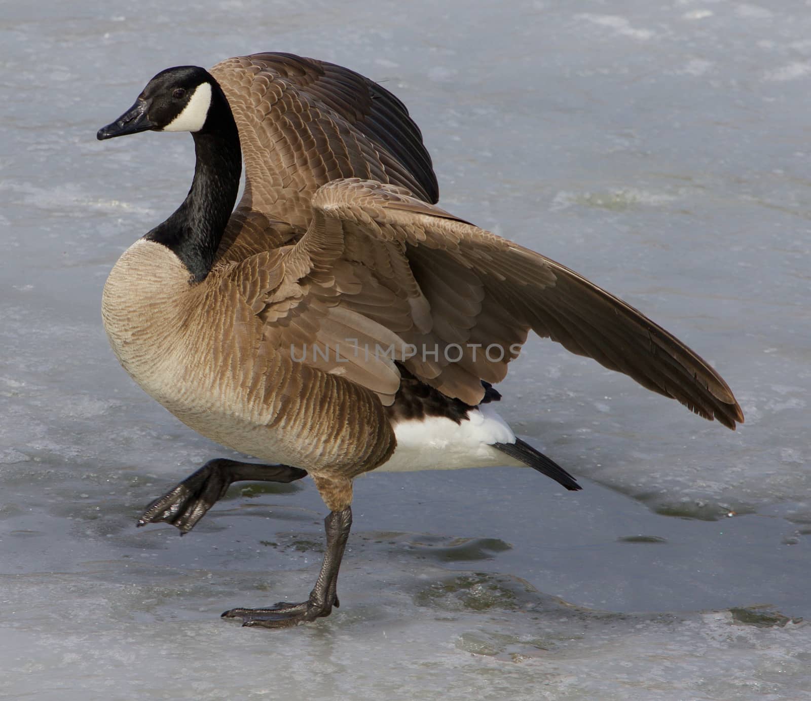 Cackling goose is making a step on the ice