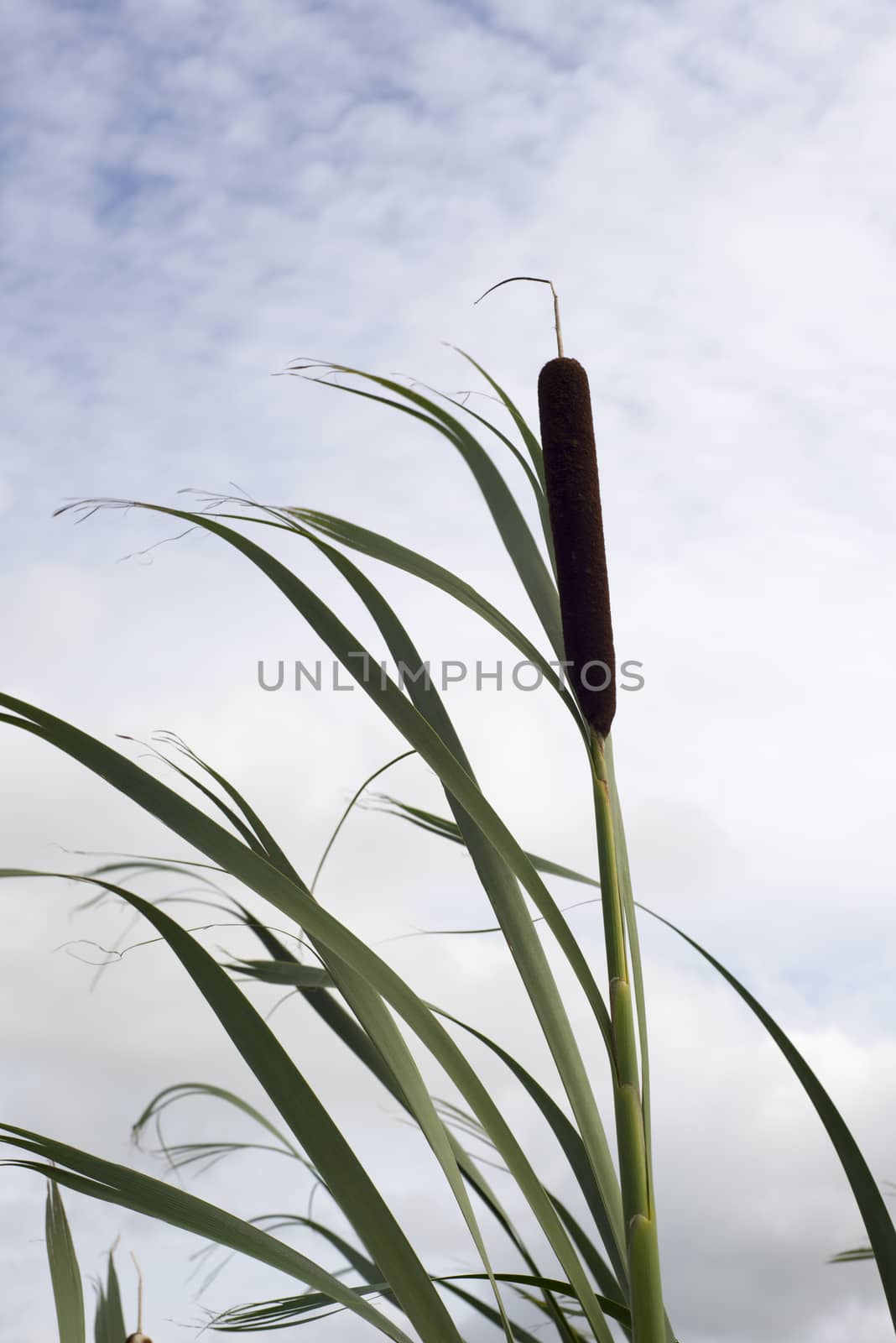 reeds in an irish bog by morrbyte