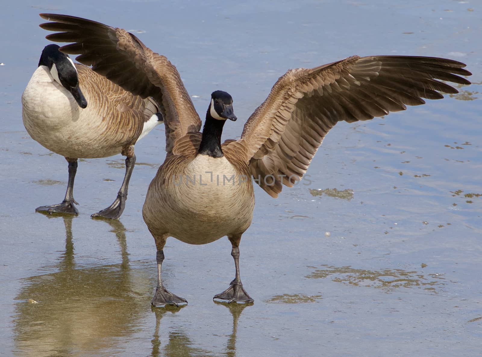 The cackling goose is skating on the ice 