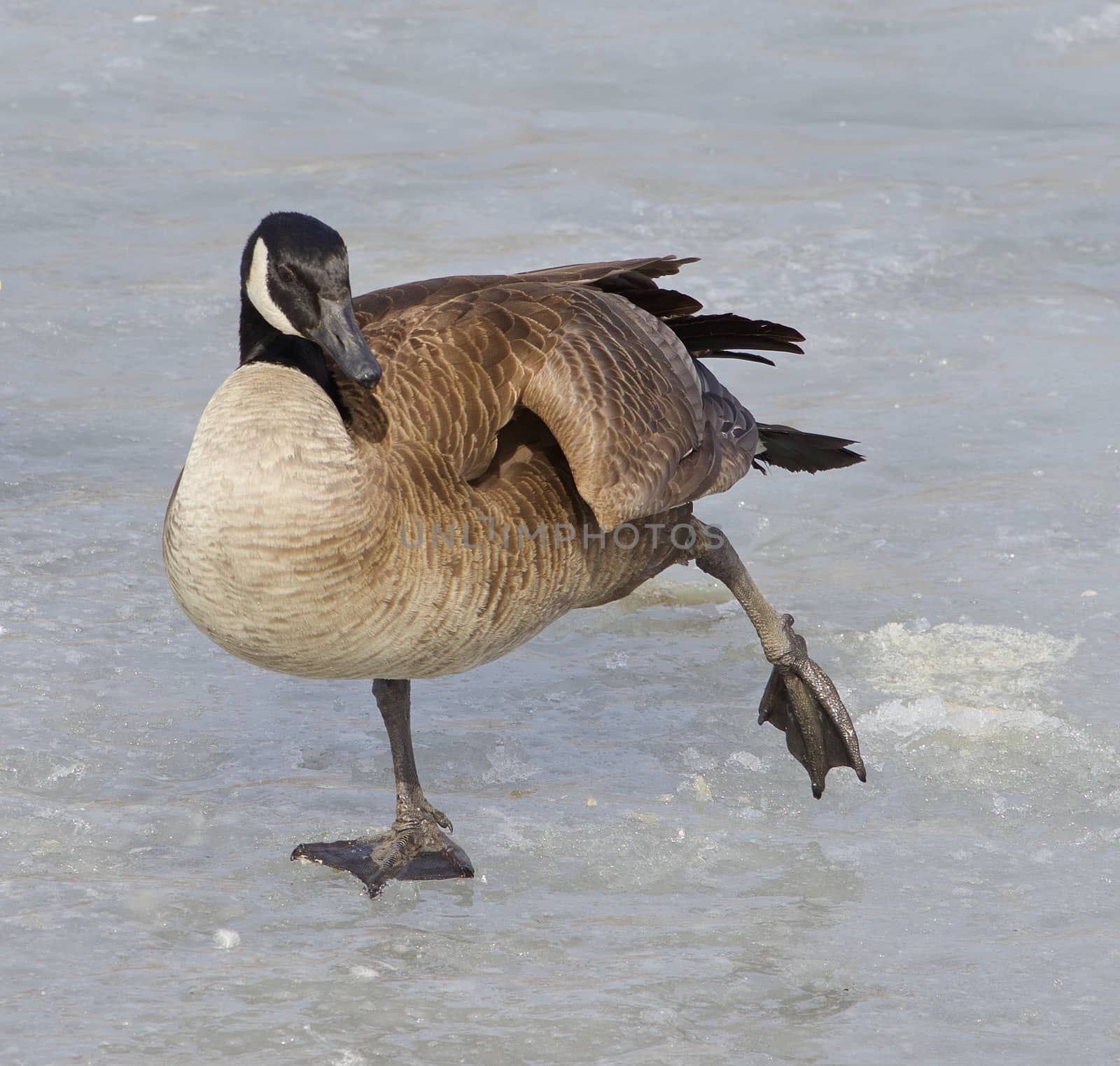 The cackling goose is skating on the ice